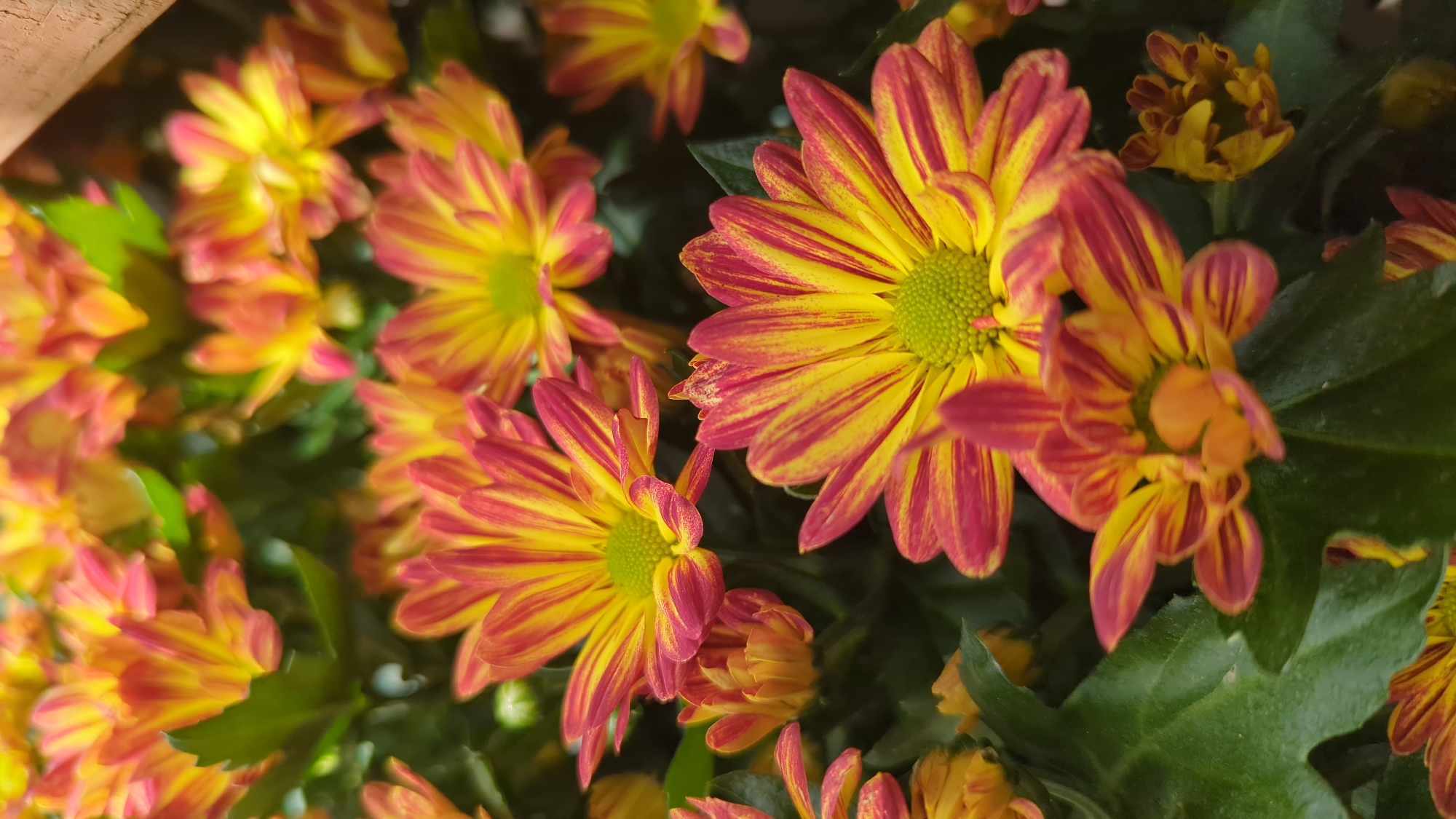 This is a close-up, vertical, eye-level shot of a cluster of orange and yellow chrysanthemums in bloom. The flowers have ray florets that are yellow at the base and transition to red or pink towards the tips, with a prominent green center. The petals are slightly curled and pointed. Several flowers are in full bloom, while some appear to be buds. The background is filled with more flowers and dark green leaves, creating a lush, dense arrangement. The top right corner of the image shows a sliver of a brown, textured surface, possibly a wooden planter or railing. The lighting is natural and appears to be diffused, with some highlights on the petals. The image was taken in Laval, Canada, likely in a garden center or a home garden setting. There are no people or discernible actions depicted. The scene is static and focuses solely on the floral arrangement.