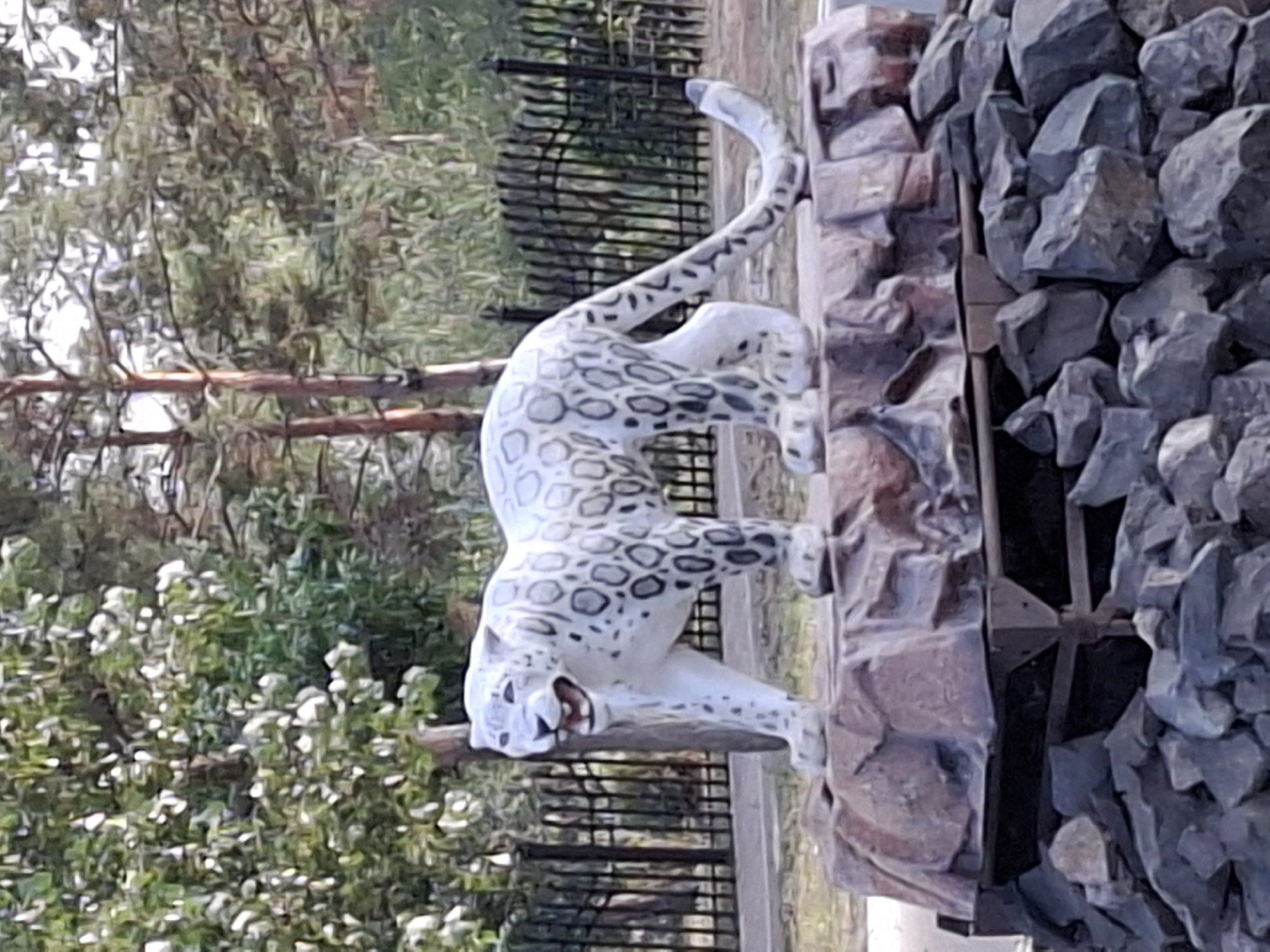 A statue of a white leopard with black rosettes stands on a rocky pedestal. The leopard statue is in a museum in the city of Lisakovsk, Kazakhstan. The statue is made of white stone and is life-sized. It is standing on a base of rocks, with a black metal fence behind it. The background consists of trees and bushes, and a cloudy sky. The statue is in good condition, and it is a popular attraction for visitors to the museum.
