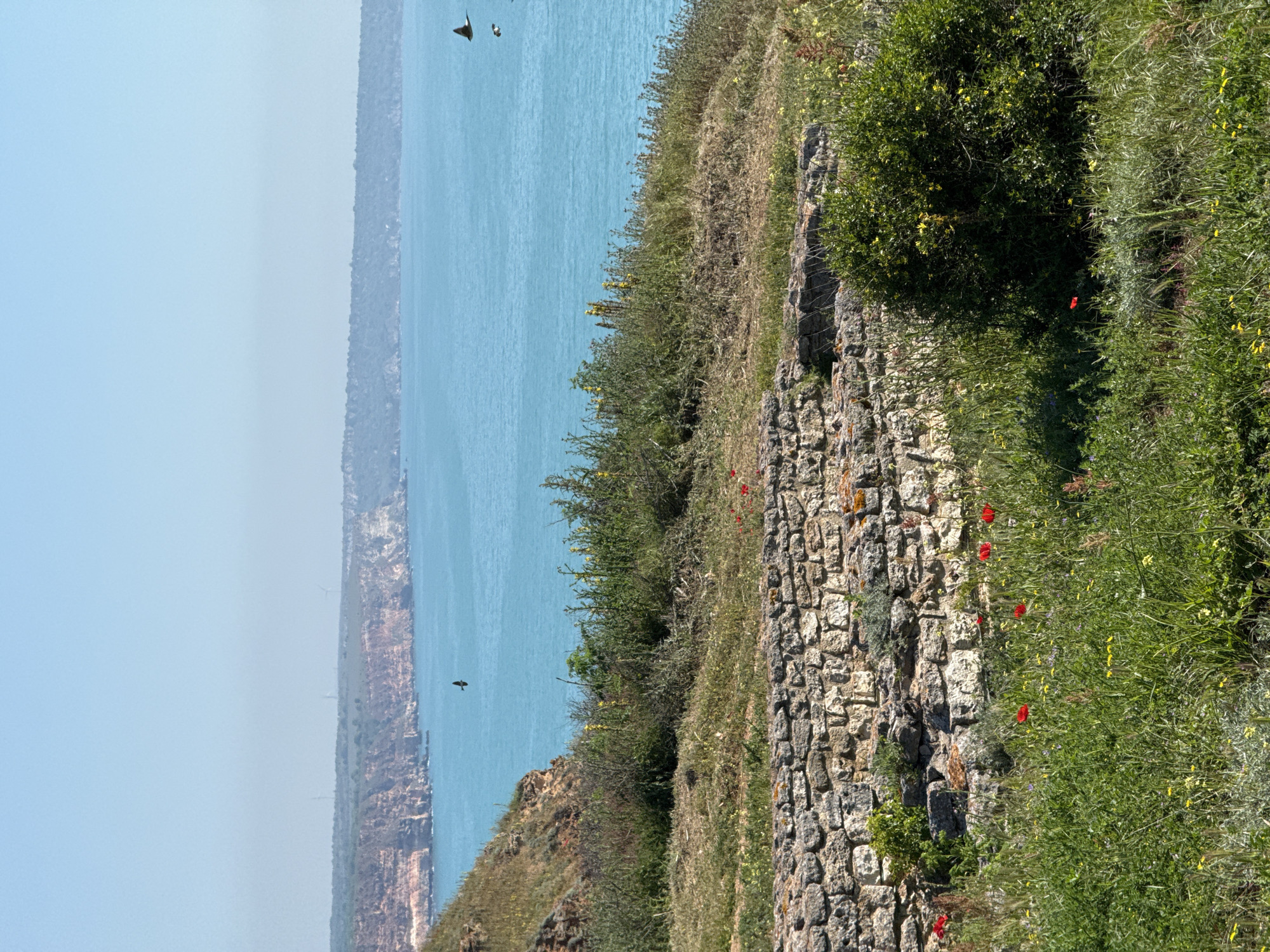 The image shows a coastal landscape in Balgarevo, Bulgaria. A stone wall runs along the right side of the frame, partially covered in vegetation. Red poppy flowers are scattered among the grass and plants growing near the wall. The sea occupies the left side of the image, with a distant coastline visible on the opposite shore. The sky is light blue, indicating a clear day. Several birds are visible in flight over the water. The terrain appears to be a cliff or high bank overlooking the sea.