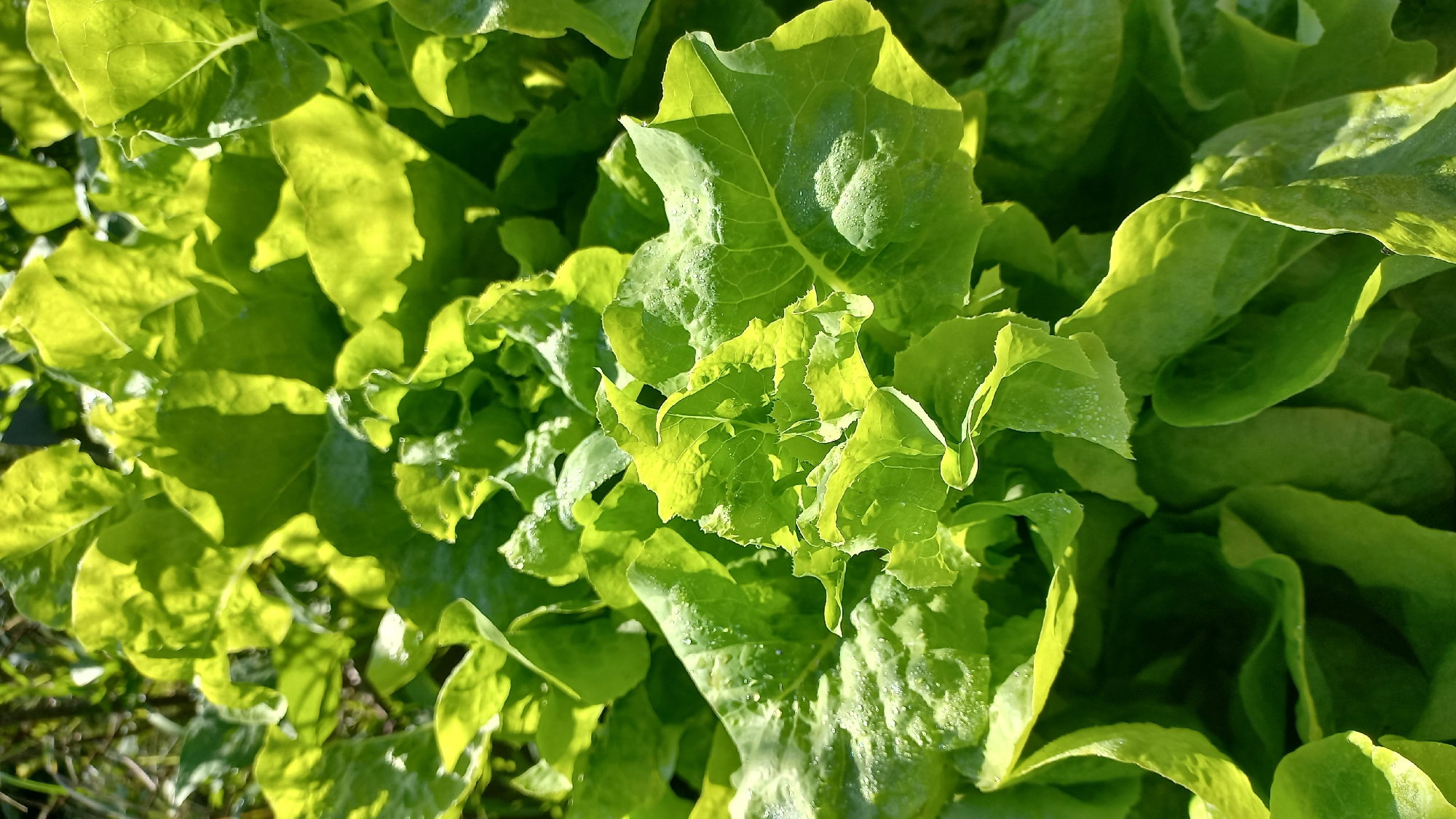 A close-up, overhead shot captures a cluster of bright green lettuce leaves basking in sunlight. The leaves are textured and slightly ruffled, with some appearing smoother and others more textured, possibly due to dew drops or natural leaf variations. Water droplets glisten on the surface of some leaves, suggesting recent watering or morning dew. The sunlight creates strong highlights and shadows, illuminating the vibrant green hues and adding depth to the scene. The background is softly blurred, hinting at a garden setting with hints of dry grass and other foliage visible in the lower left corner. The lighting suggests it is either early morning or late afternoon, given the warm, directional sunlight. No people or discernible text are present in the image. The overall impression is one of fresh, healthy produce in a natural outdoor environment.