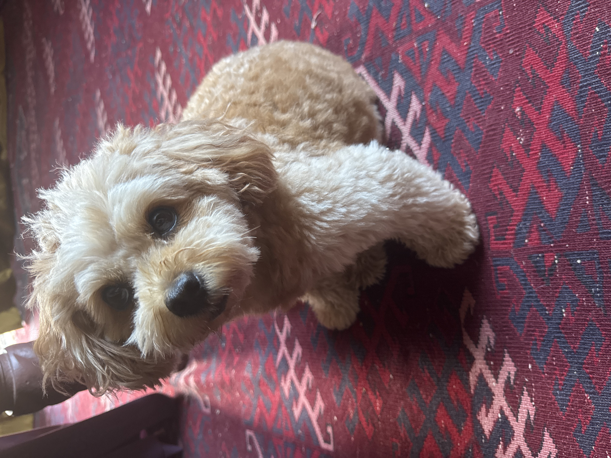A small, fluffy, light brown dog with dark eyes and a dark nose is sitting on a red and dark blue patterned rug. The dog is facing the camera and looking slightly to its left. The rug has a geometric pattern. In the background to the left, a dark purple cloth object is visible. The lighting suggests an indoor setting. The image was taken in the city of Mengwi, Indonesia.