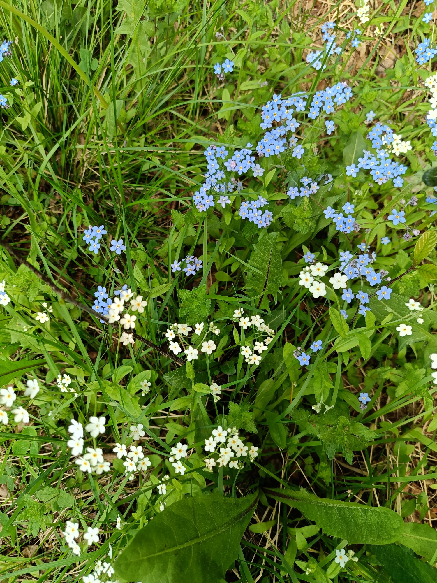 A ground-level shot captures a dense patch of mixed wildflowers and grasses. The flowers are primarily small, blue forget-me-nots and white blossoms with yellow centers. The grasses vary in height and width, creating a textured background. The location is inferred to be Vishnovka, Russia. The composition suggests a natural, undisturbed environment with wildflowers growing among the grass.