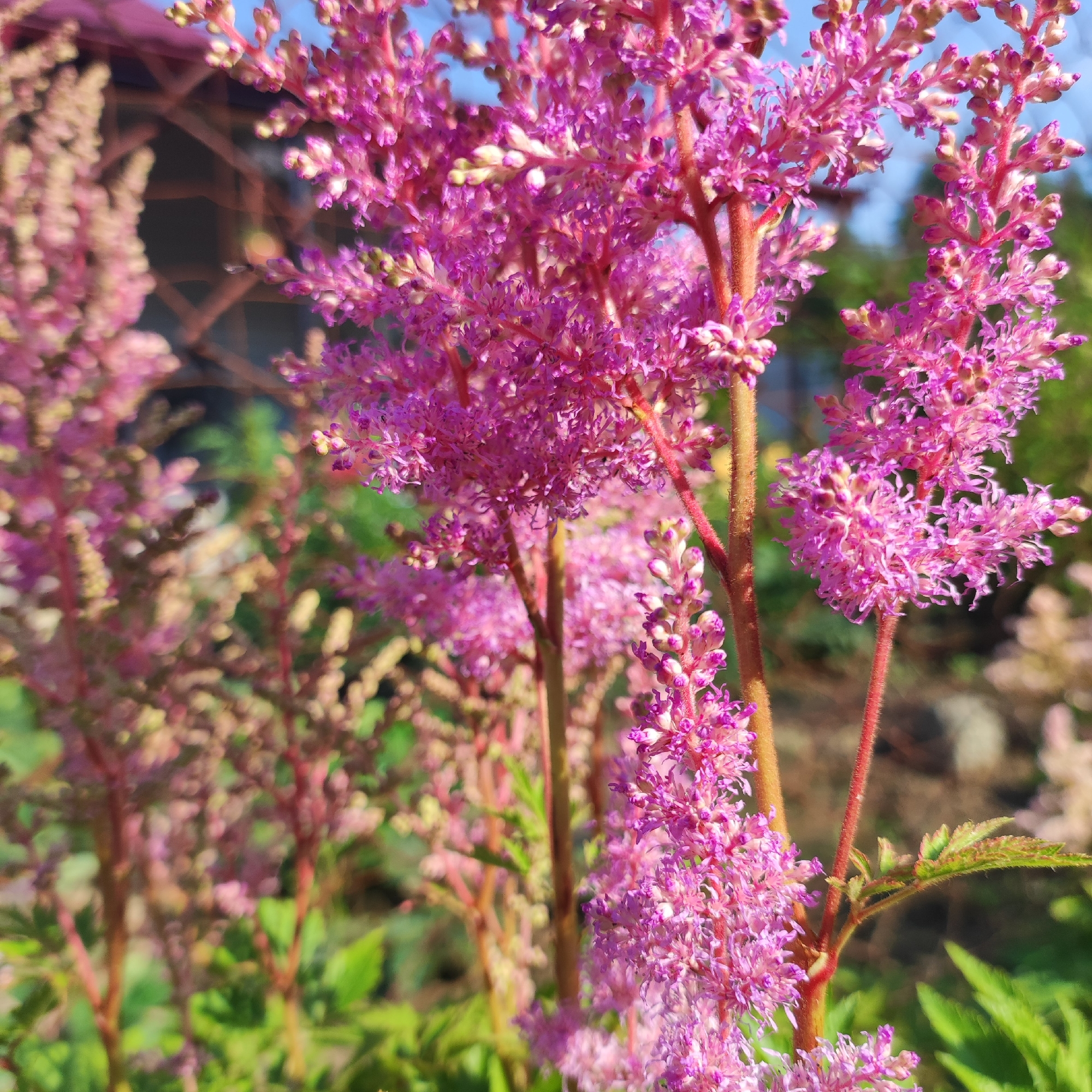 The image shows a close-up view of pink Astilbe flowers blooming in a garden. The flowers are feathery and clustered together on tall stems, with some buds and fully opened blooms visible. The background is blurred, but hints of green foliage, a wooden fence or structure, and a bright blue sky can be discerned. The scene appears to be outdoors, possibly in a residential garden. There are no people or animals present in the image. The lighting suggests it is daytime, with sunlight illuminating the flowers. The image does not provide any specific information to indicate its location in the city of Navoloki, Russia.