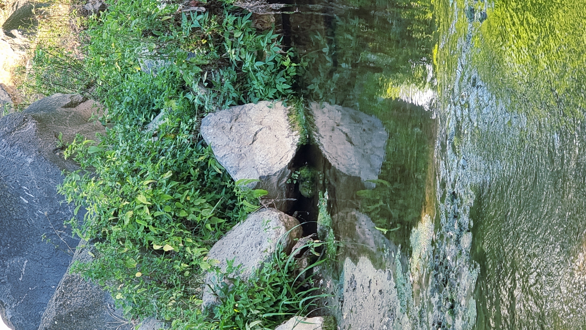 The image shows a natural scene with rocks, lush green vegetation, and a body of water. Large grey rocks dominate the upper portion of the frame, with smaller rocks scattered near the water's edge. Dense green foliage grows around and behind the rocks, with some of the plants reaching down towards the water. The water itself is dark green, with a rippled surface that reflects the surrounding environment. Some patches of green algae or scum are visible on the surface of the water and along the shoreline. The overall impression is a tranquil, natural setting. The location is the Garrotxa Volcanic Zone Natural Park, specifically near the cascade of Can Batlle in Sant Joan les Fonts, Spain. The area is known for its volcanic landscapes and abundant vegetation.