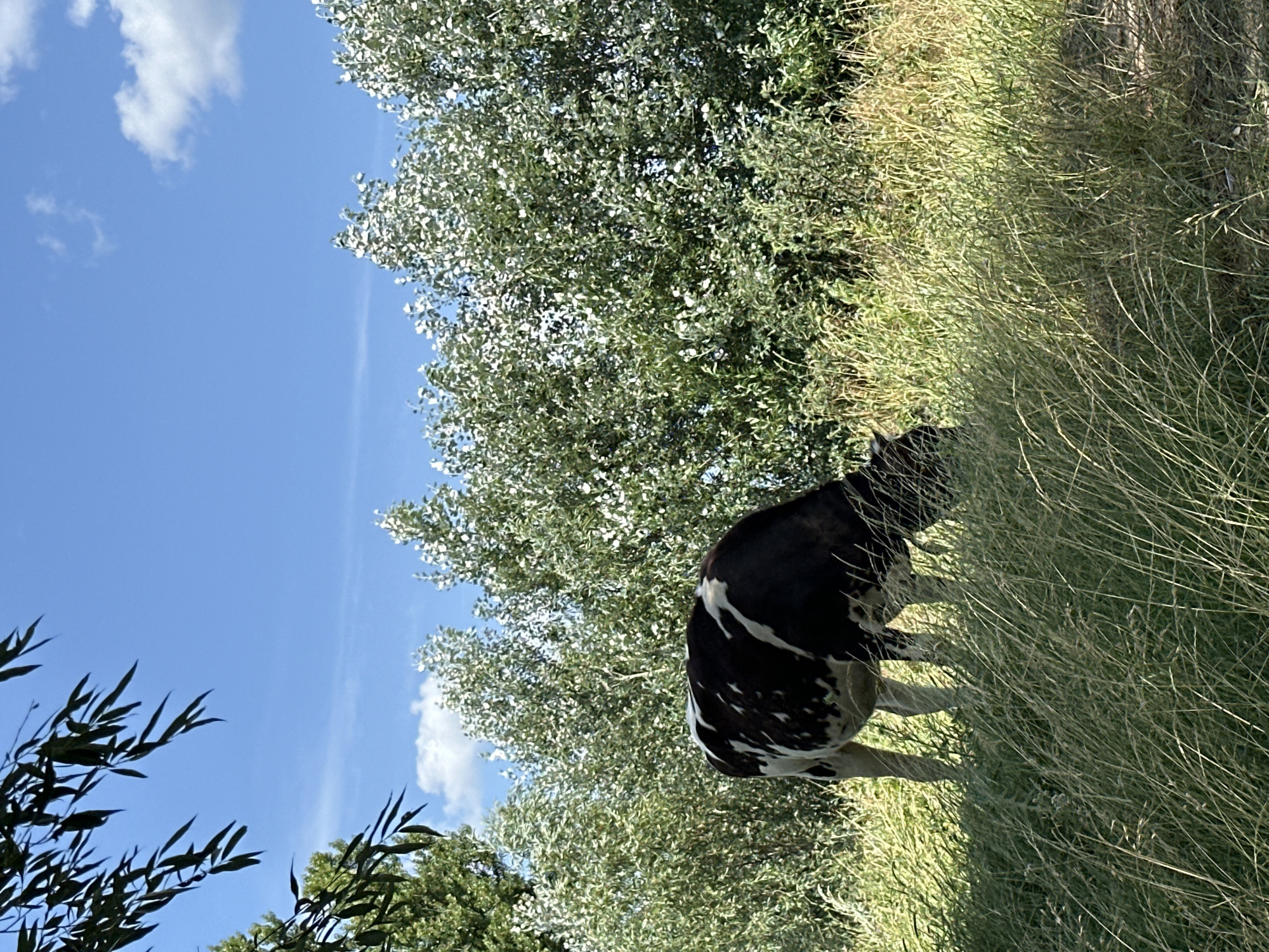 A black and white cow grazes in a field of tall grass. The cow is mostly facing away from the viewer, with its head lowered to the ground. Behind the cow, there is a dense line of green trees. The sky above is a clear blue with a few scattered white clouds. The sun is shining, casting shadows on the grass. There are also some dark green leaves from a tree in the upper left corner of the image.