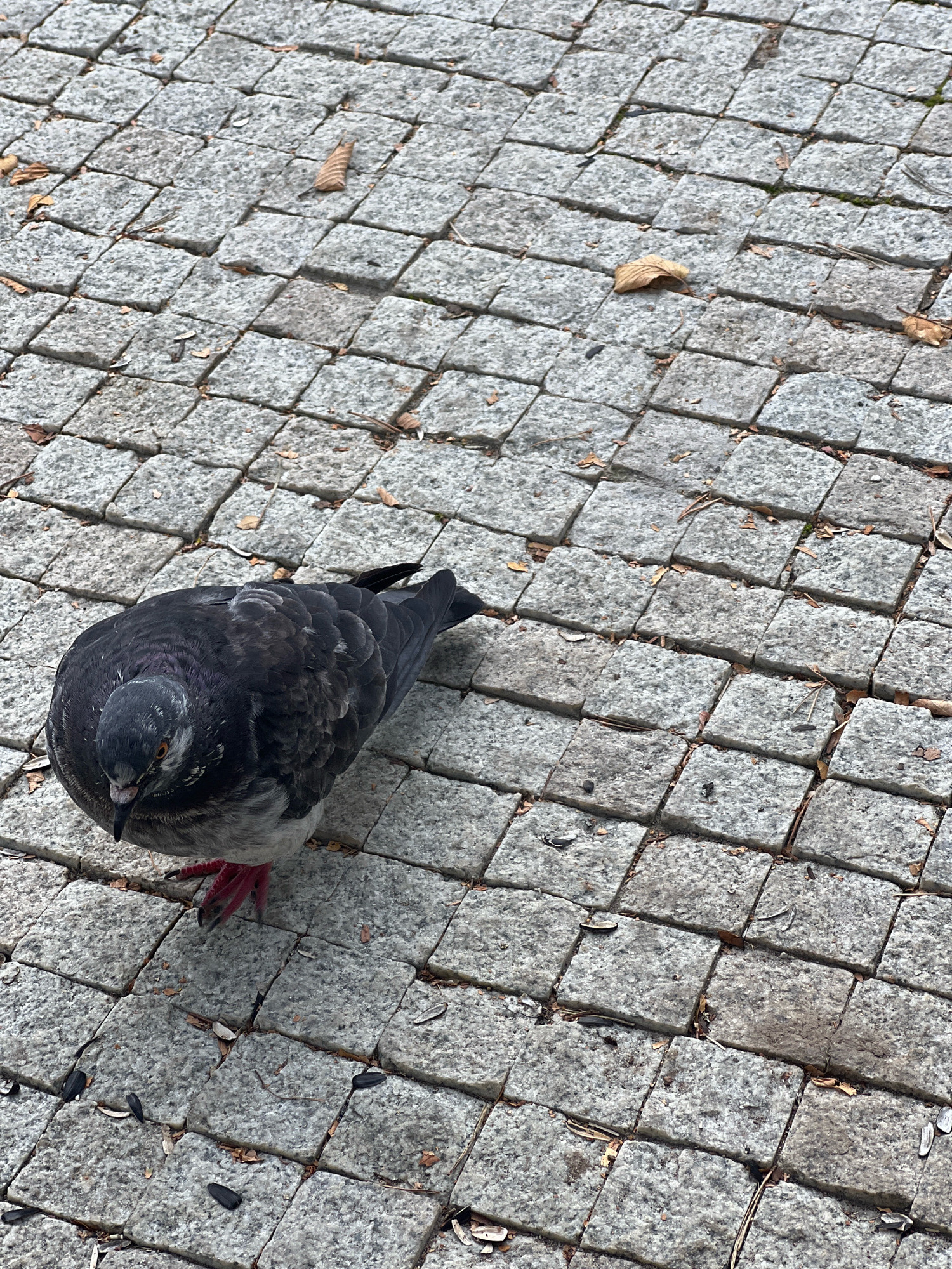 A solitary pigeon is perched on a cobblestone pathway. The pigeon is dark gray with some lighter gray and white markings on its chest and wings. Its eyes are visible and appear to be orange. Its legs and feet are a bright pinkish-red. Scattered across the cobblestones are a few dried leaves and what appear to be sunflower seeds. The cobblestones are laid in a regular pattern of square shapes, and they appear to be made of a rough-textured gray stone. The lighting suggests it is daytime. The image is taken from a high angle, looking down at the pigeon and the ground. There are no other living beings or significant objects in the frame.