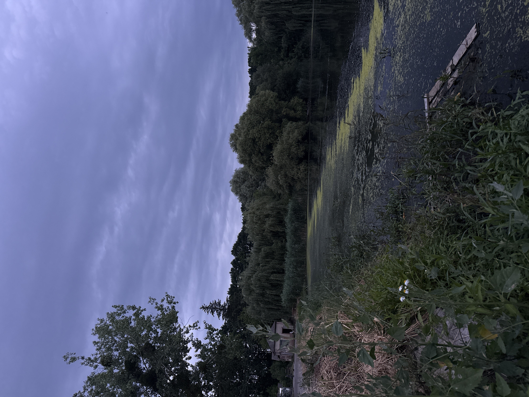 An eerie, overcast twilight scene unfolds by a pond in Zarvantsi, Ukraine. The sky is a deep, bruised purple, with heavy, textured clouds stretching across the frame. To the left, a large tree with dense foliage dominates the foreground, its branches reaching towards the sky. Below the tree, a dilapidated, brick building with a dark opening is visible, appearing abandoned.
The pond itself is partially covered in a thick layer of green algae, giving its surface a mottled, swampy appearance. Tall reeds and grasses line the edge of the pond, creating a natural barrier between the land and the water. A small, makeshift wooden platform or raft, constructed from planks, floats precariously in the water near the foreground, adding a touch of human presence to the otherwise wild landscape. The overall impression is one of quiet desolation and the encroaching darkness of evening.