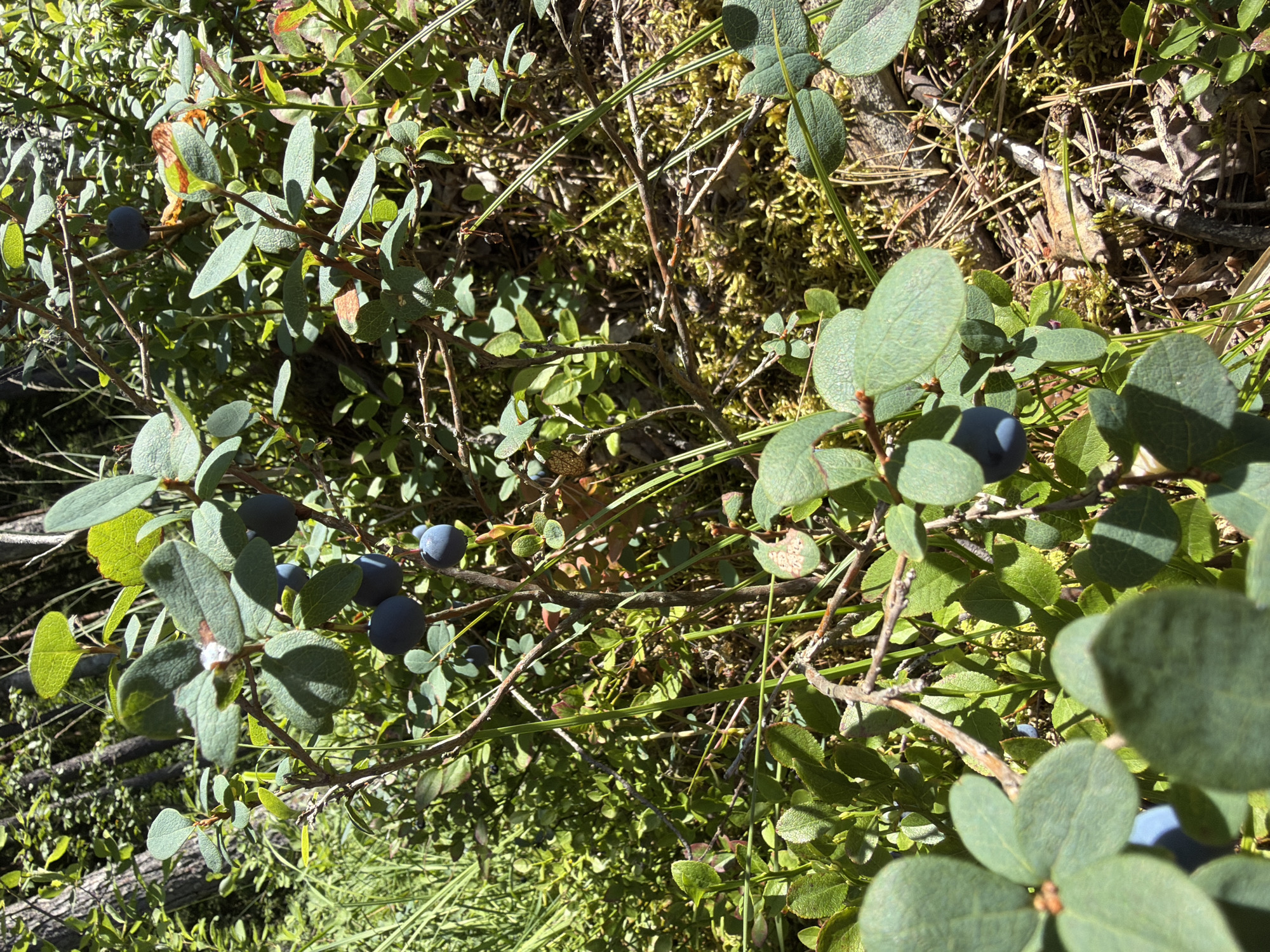 This is a close-up, eye-level, medium outdoor shot of a blueberry bush in a forest setting, likely in Ushaki, Russia. The bush is laden with ripe blueberries, some of which are in focus and clearly visible. The leaves of the bush are a vibrant green, with some showing signs of natural browning or drying on the edges. The background consists of more foliage, mossy ground, and tree trunks, suggesting a natural, wooded environment. The lighting indicates it's a sunny day, with dappled sunlight casting shadows on the leaves and ground. No people or animals are present in the image.