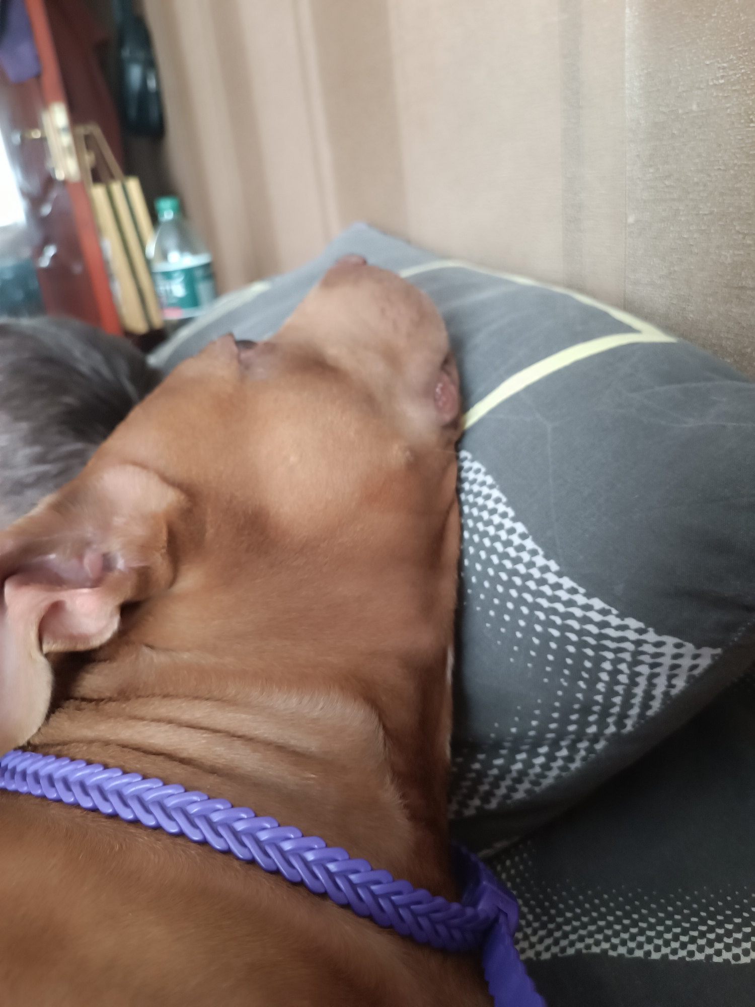 The image shows a close-up, eye-level view of a brown dog resting its head on a pillow. The dog is wearing a purple braided collar. The pillow has a gray background with a geometric pattern of yellow lines and white dots. In the background, out of focus, are part of a door frame with some items leaning against it, and a bottle of water on a shelf. The lighting is dim, and the overall scene suggests an indoor setting.