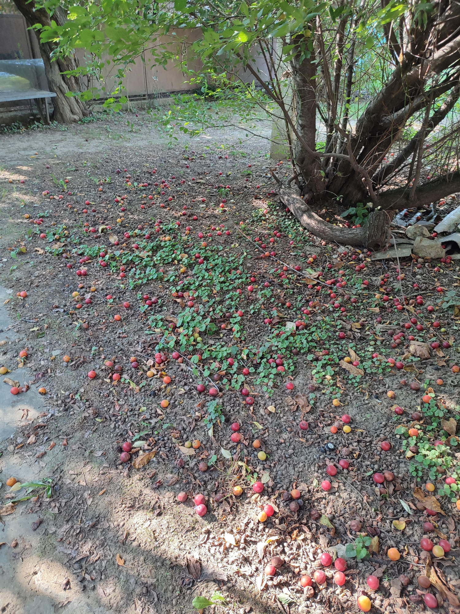 The image shows a ground-level view of a garden or yard, likely in Abinsk, Russia, covered with fallen fruit and sparse green vegetation. Numerous small, round fruits, primarily red and some yellow or orange, are scattered across the gravelly soil. A large tree trunk and branches dominate the right side of the frame, casting shadows. In the background, a portion of a wooden bench and a fence or wall are visible, suggesting a residential area. The overall impression is one of an orchard or yard in late summer or early autumn, with the fruit having fallen from the tree.