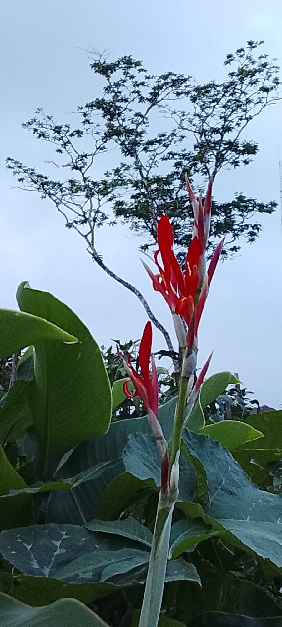 A close-up, low-angle shot captures a vibrant red Canna Lily in bloom against a backdrop of lush green foliage and a sparse, silhouetted tree. The Canna Lily's fiery petals, tinged with yellow at the tips, stand out prominently, while its sturdy green stalk rises from a cluster of large, broad leaves. In the background, a mature tree with intricate branches stretches towards an overcast sky, its silhouette softened by the diffused light. The scene is set in a natural environment, likely a garden or park, in Padang Dalom, Indonesia. The overall impression is one of natural beauty and tranquility, with the Canna Lily serving as the focal point of this serene outdoor setting.