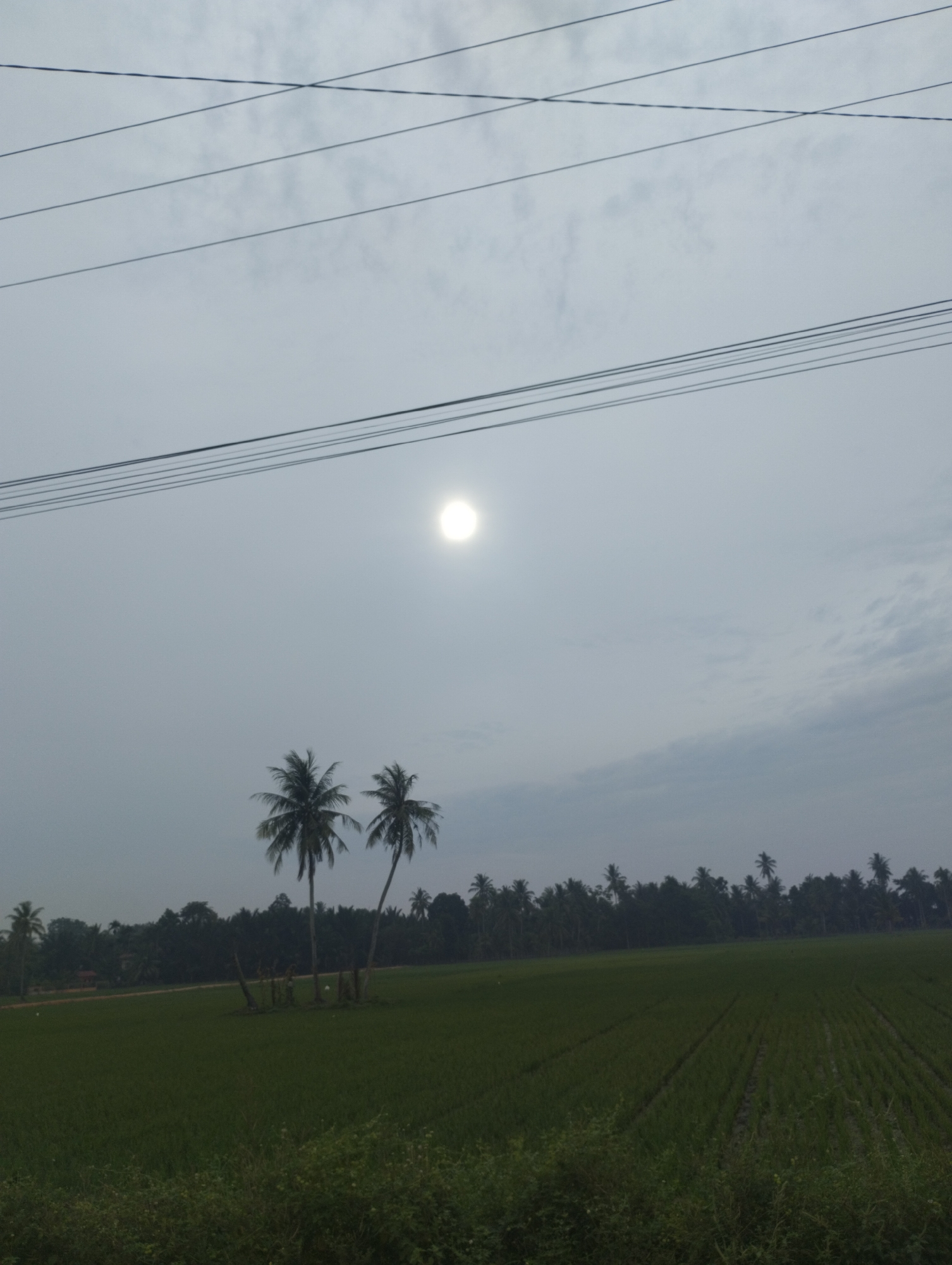 The image depicts a rural landscape with a vast green field, likely a rice paddy, under a hazy, overcast sky. Several coconut palm trees are scattered across the scene, with two prominent ones in the mid-ground. In the distance, a dense line of trees forms the horizon. Power lines stretch across the upper portion of the image. The sun is faintly visible as a bright disc in the sky, diffused by the clouds. The overall atmosphere is muted and serene, suggesting an early morning or late afternoon setting. The location is identified as Ubitpayaitek, Indonesia.