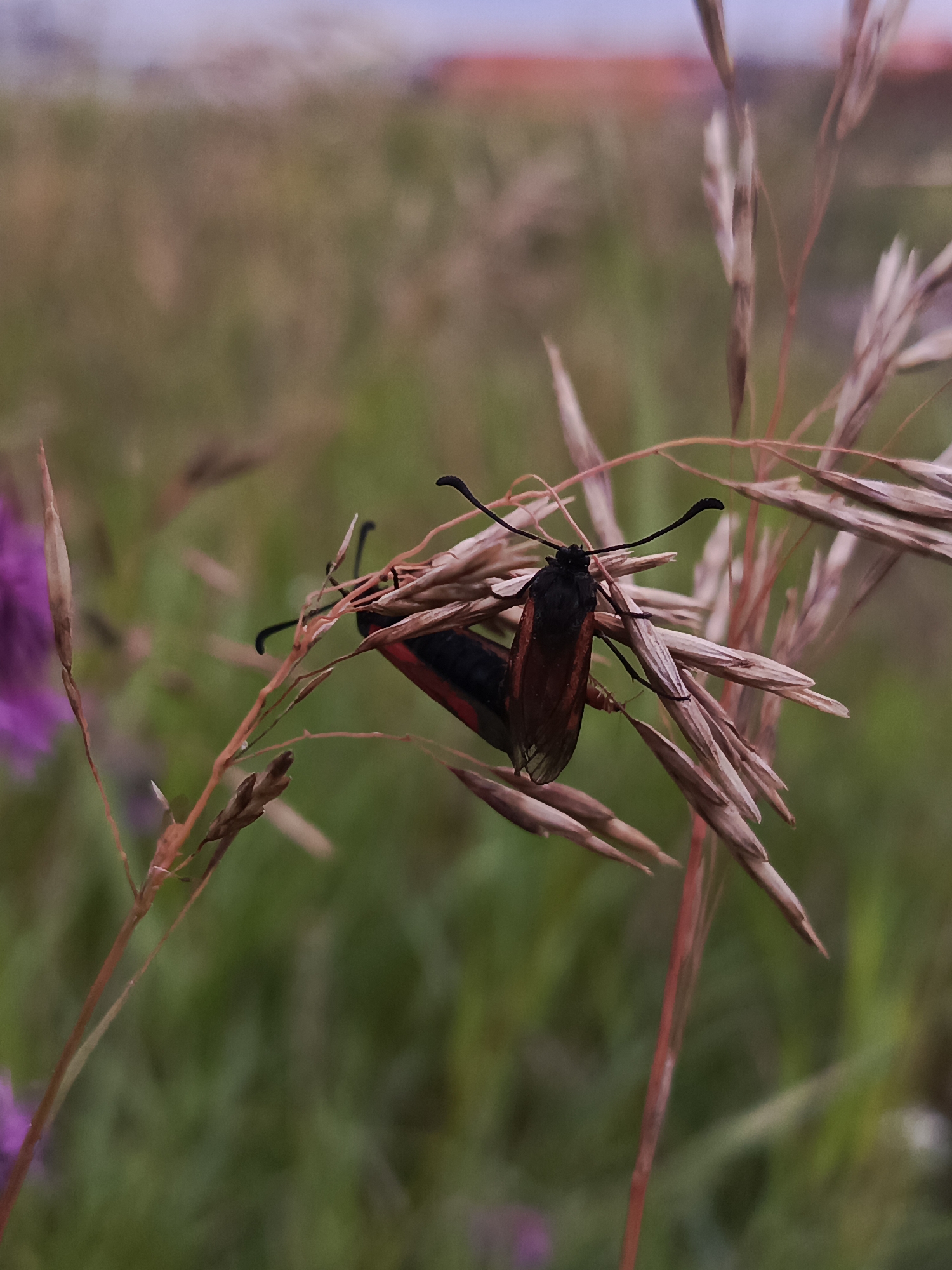In Kauchuk Stantsiya, Russia, two bright red and black moths are perched on a dried grass stalk. The moths are positioned close together, with their bodies aligned and their wings overlapping slightly. The one in the foreground is more visible, displaying its distinct wing patterns and long antennae. The background is a soft blur of green and brown, suggesting a natural outdoor environment. The lighting appears soft and diffused, indicating it might be overcast or late in the day. The overall scene captures a moment of stillness in nature, focusing on the intricate details of the insects and their natural habitat.