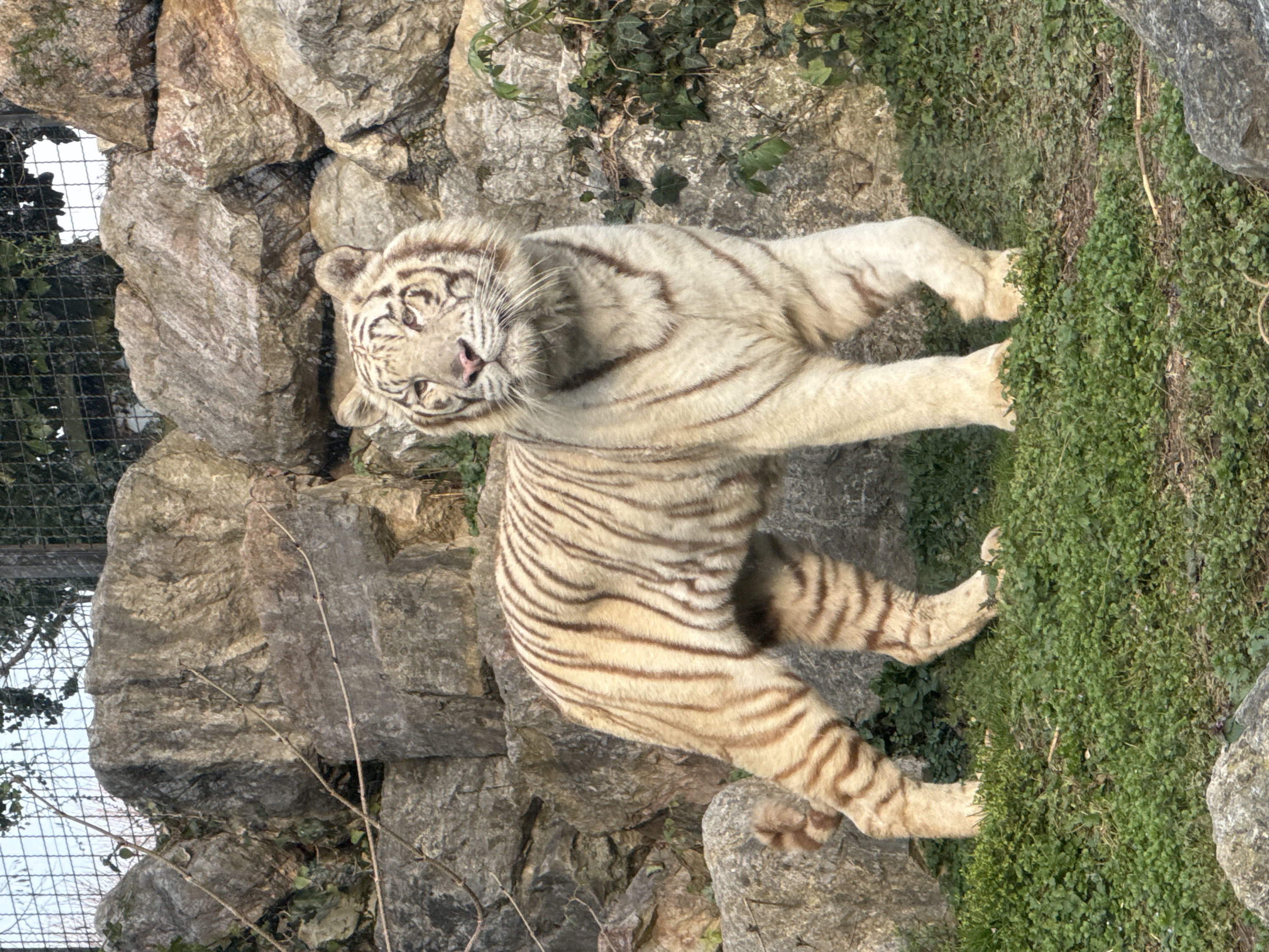 The image displays a white tiger in an outdoor enclosure. The photograph is oriented vertically, with the tiger positioned centrally, appearing to stand on a grassy slope. The tiger has distinctive creamy-white fur adorned with prominent dark brown to black stripes across its body, tail, and face. Its head is turned towards the camera, slightly tilted, revealing a pink nose, long white whiskers, and light-colored eyes.
The background on the left consists of large, rugged rock formations, varying in shades of grey and brown, with visible textures and crevices. Some dark green, vine-like vegetation, possibly ivy, grows on and between these rocks, particularly in the upper left section. On the right side of the image, and extending beneath the tiger, is a dense carpet of vibrant green ground cover, likely grass or small leafy plants.
In the upper-left quadrant, behind the rock formations, a dark metal mesh fence is visible, indicating an enclosed environment such as a zoo or wildlife park. Beyond the fence, a bright, hazy sky or distant background can be seen.
The tiger appears calm and alert, seemingly looking directly at the viewer. Its posture suggests it is standing or moving slowly across the terrain. The scene is illuminated by bright, natural daylight, casting soft shadows. There are no other animals, people, or discernible text visible in the image.