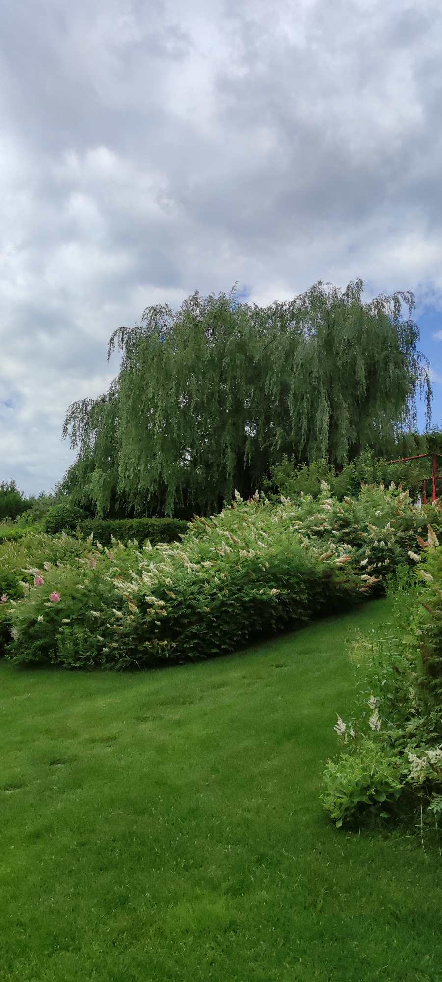 The image depicts a lush garden scene with a large weeping willow tree as the central focal point. The tree's branches cascade downwards, creating a dense green canopy. In the foreground, there are several bushes with white and pink blossoms, along with a well-maintained green lawn. The sky is partly cloudy, with patches of blue visible. A red trellis structure is partially visible in the background. The scene appears to be a tranquil outdoor space, possibly a park or a private garden. This location is identified as being in Rosinka, Russia. No people or specific actions are depicted in the image.