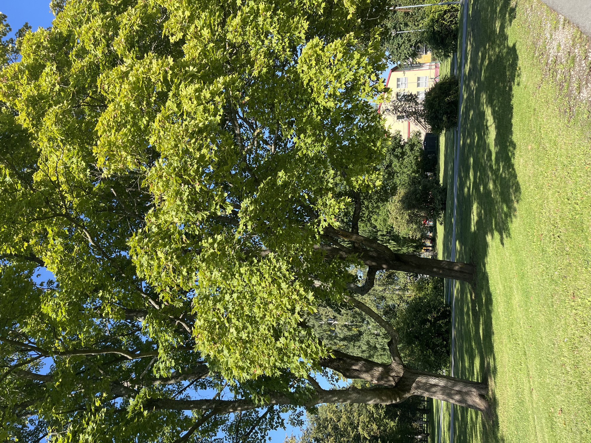 The image depicts a park scene in Kohtla-Järve linn, Estonia. Two large trees with lush green leaves dominate the foreground, casting shadows on the manicured grass. In the background, a yellow building with a red roof is visible, suggesting a residential or public structure. The sky is clear and blue. The overall environment is peaceful and well-maintained, characteristic of a public park in an urban setting. There are no people or animals visible in the frame, and no specific actions or interactions are taking place.