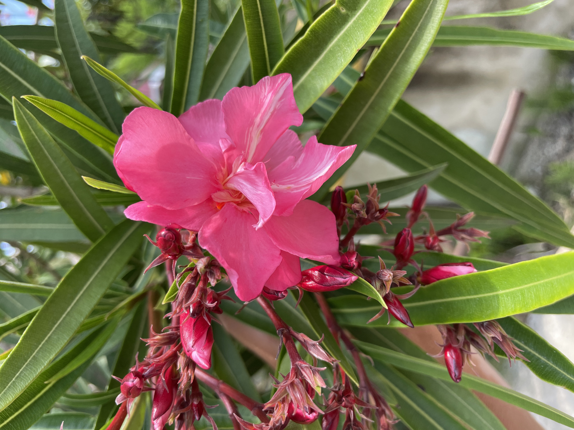 The image shows a close-up of a vibrant pink oleander flower in full bloom, surrounded by its long, green, lanceolate leaves and clusters of unopened buds. The flower has delicate, ruffled petals with streaks of lighter pink and white. The buds are a deep reddish-pink and are clustered together on red stems. The background is blurred, suggesting an outdoor environment, with hints of greenery and a pale, textured surface that could be a wall. The lighting appears natural, casting soft shadows and highlighting the textures of the petals and leaves. The image is a static, detailed observation of the flower.