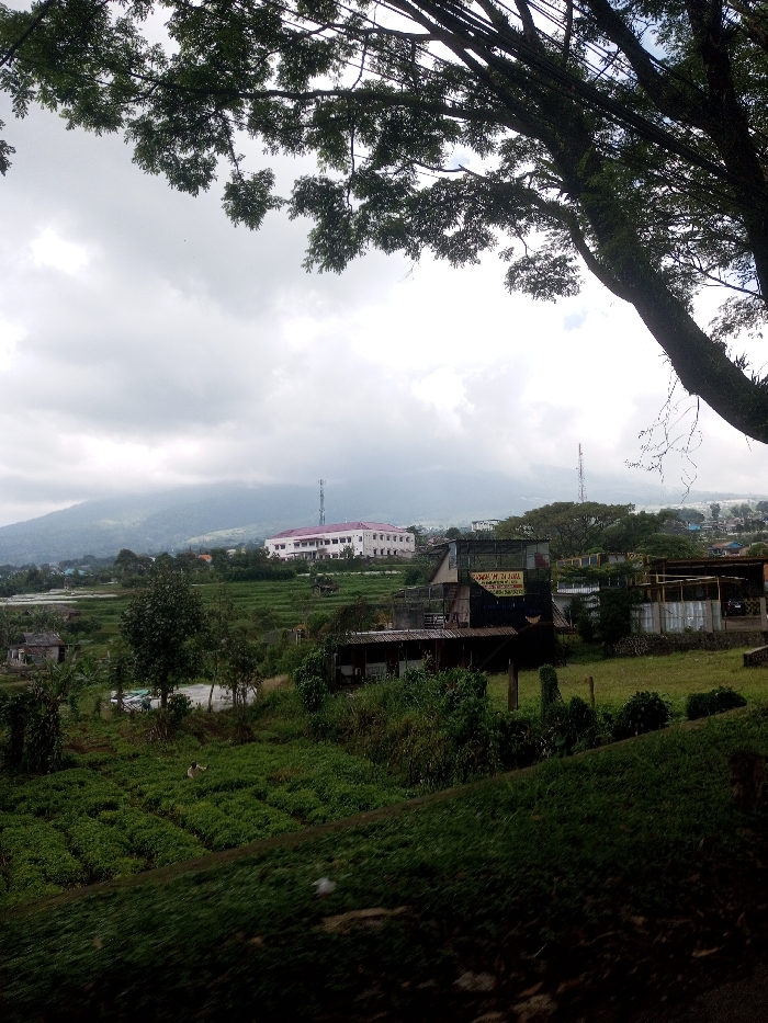 The image depicts an elevated view of a rural and semi-urban landscape in Ura-Dozhi, Bhutan, under an overcast sky. In the upper right foreground, dark green foliage from a large tree, including its moss-covered trunk and branches, partially frames the scene.
The mid-ground features extensive green terraced fields, indicative of agriculture, which descend from left to right. Within these fields, in the lower-mid-left section, a single individual is observed bent over, engaged in activity among the rows of vegetation. Scattered among the fields and on adjacent slight elevations are several modest, single-story structures, some with corrugated roofs. One structure in the mid-right exhibits a visible yellow banner or sign on its facade.
In the background, positioned on a distant hill, a prominent multi-story building with white walls and a reddish roof is clearly visible. Two slender communication towers, one to the left and one to the right of this building, rise from the landscape. The furthest background consists of a mountain range partially shrouded by atmospheric haze or clouds. The overall environment is characterized by dense green vegetation, cultivated land, and scattered human habitation with some modern infrastructure. No direct interactions between individuals are visible.