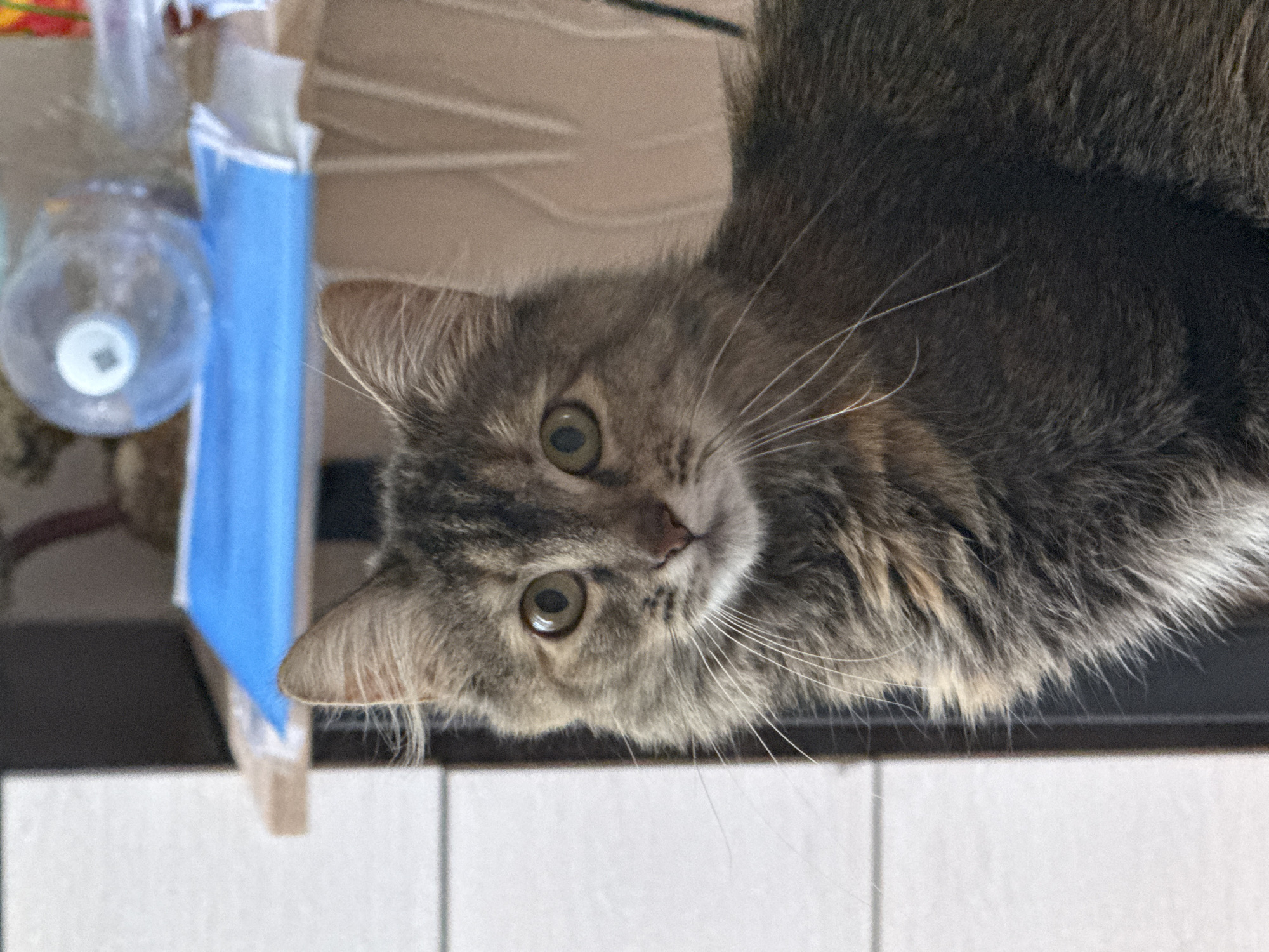 A fluffy grey tabby cat with green eyes is looking directly at the camera. The cat's fur is detailed, showing variations in color from dark grey to brown and lighter tan. Its whiskers are long and white. The background is blurred and appears to be indoors. To the left of the cat, a white textured surface is visible, possibly a wall. Behind the cat, there's a blurred shelf with a blue object and a plastic bottle with a white cap. The overall lighting suggests an indoor environment. The location of Saratov, Russia is not discernible from the image.
