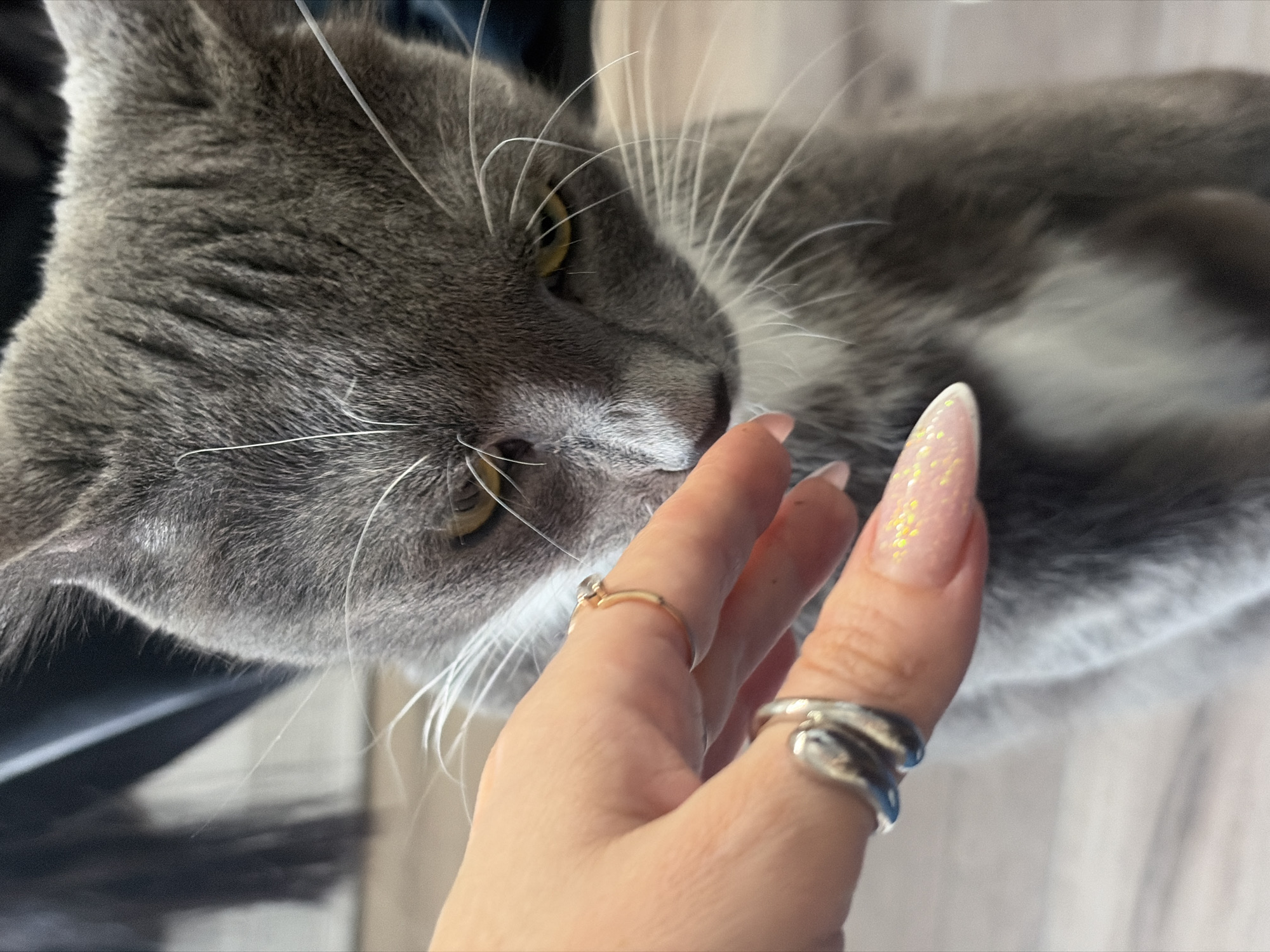 The image captures a close-up, high-angle view of a grey cat interacting with a human hand in what appears to be an indoor setting in Saint Petersburg, Russia.
The primary subjects are a grey cat and a human hand. The cat, positioned on the left side of the frame and looking towards the right, has distinct yellow eyes and long, prominent white whiskers that fan out from its muzzle. Its fur is a solid grey with some lighter white patches visible on its chest/neck area. The cat's head is tilted slightly, and its nose/mouth area is near the human hand.
The human hand, belonging to a person, is in the foreground, reaching towards the cat's face. The hand has long, almond-shaped nails, which are manicured with a light pink base and yellow glitter details. Two rings are visible: a thin gold ring with a small clear stone on the ring finger, and a chunky silver ring with a twisted design on the pinky finger. One finger of the hand is gently touching or being sniffed by the cat's muzzle.
The activity depicted is an intimate and tender interaction between the cat and the person, suggesting affection and trust. The cat seems engaged with the hand, possibly sniffing it. The background is largely blurred, showing soft, indistinct tones of grey, white, and darker shadows, indicating an indoor environment, likely a home. There is no visible text in the image. The lighting is soft and even, suggesting a comfortable, possibly daytime, setting.