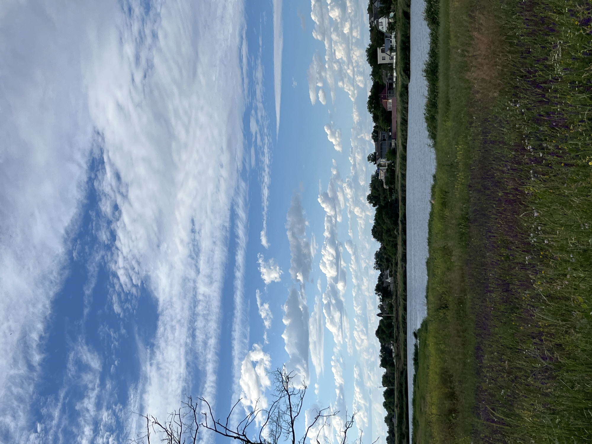 The image depicts a tranquil landscape scene in the city of Shyroka Dacha, Ukraine. The foreground is dominated by a field of tall, wild grass with scattered purple and white wildflowers. Beyond the field, a calm body of water stretches across the midground, reflecting the sky. Along the far bank of the water, a line of trees forms a dense green backdrop, with several houses and buildings interspersed among them. In the upper portion of the image, a vast blue sky is filled with a dynamic array of white, wispy clouds, some of which are layered horizontally, creating a sense of depth and movement. A bare, skeletal tree branch juts in from the left side of the frame, adding a touch of contrast to the otherwise lush and natural environment. The scene suggests a peaceful, rural setting on a clear day.