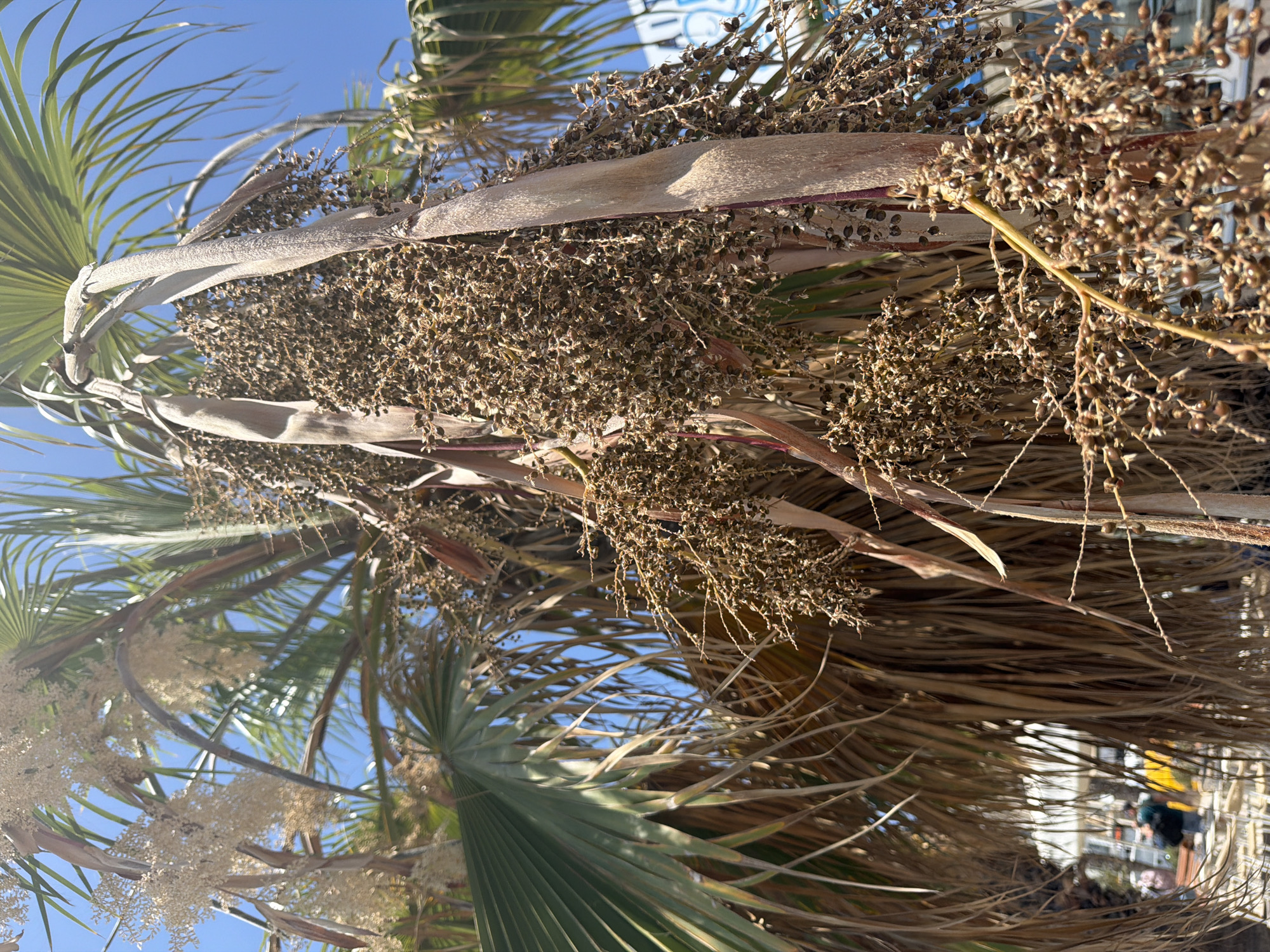 The image shows a close-up view of a palm tree with clusters of dried fruit or seed pods hanging from it. The palm fronds are visible, some green and some dried and brown. The background is a clear blue sky. In the lower left corner, blurred figures of people and what appear to be tables and chairs can be seen, suggesting an outdoor seating area. The overall scene is outdoors, likely in a warm climate, with hints of a public space. The location is specified as Gżira, Malta, a coastal town known for its palm-lined streets and waterfront areas.
