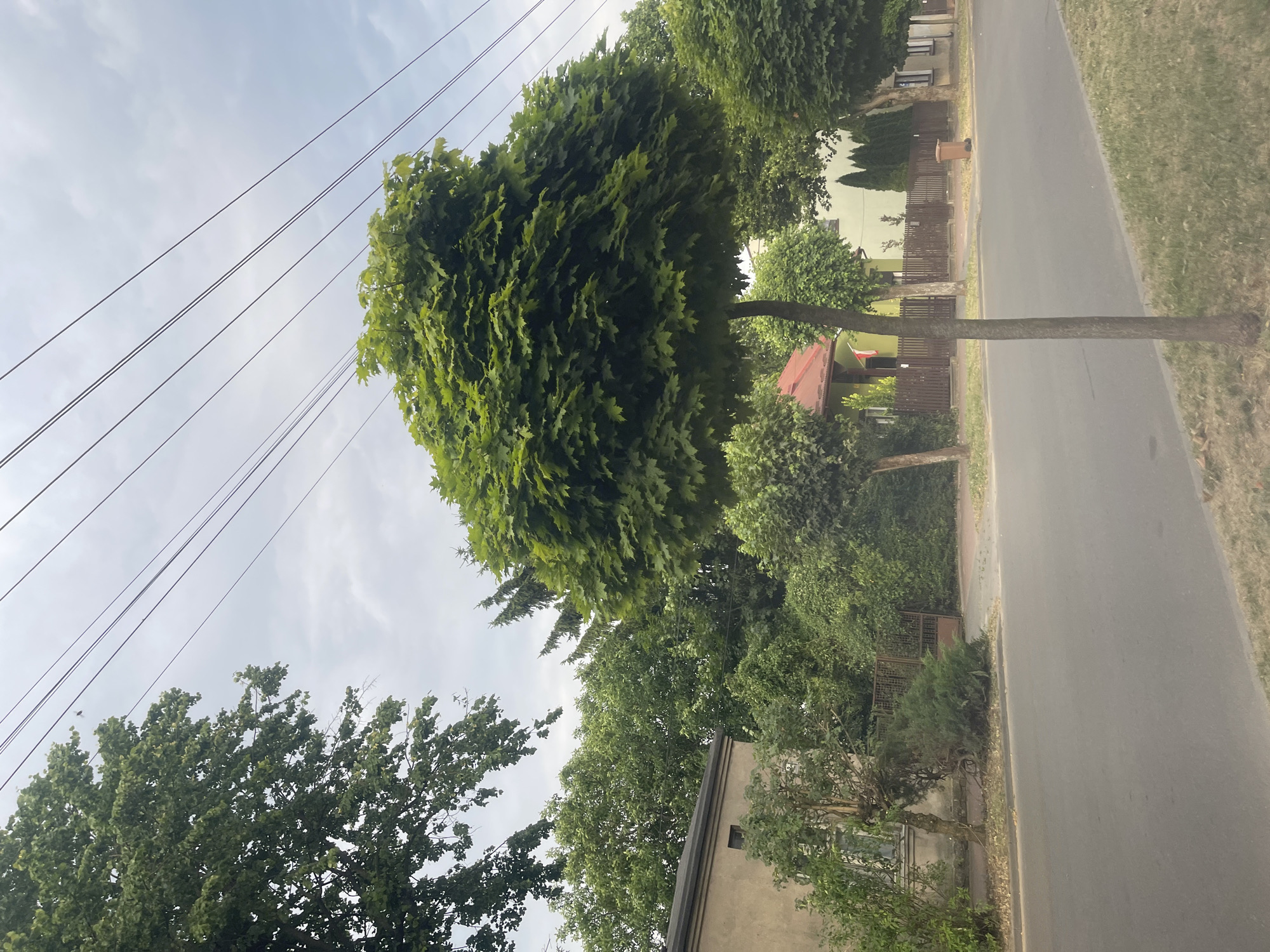 A view of a residential street in Konstantynów Łódzki, Poland, on a cloudy day, with a focus on lush green trees lining the roadside and in front of houses. A paved road occupies the foreground, with a grass verge on the right. Several large, round-topped trees dominate the scene, their dense foliage creating a shaded canopy. Behind the trees, a variety of residential buildings are visible, some with fences and gates. Overhead, power lines stretch across the sky, contributing to the urban atmosphere. The scene depicts a quiet, suburban environment characterized by abundant vegetation.