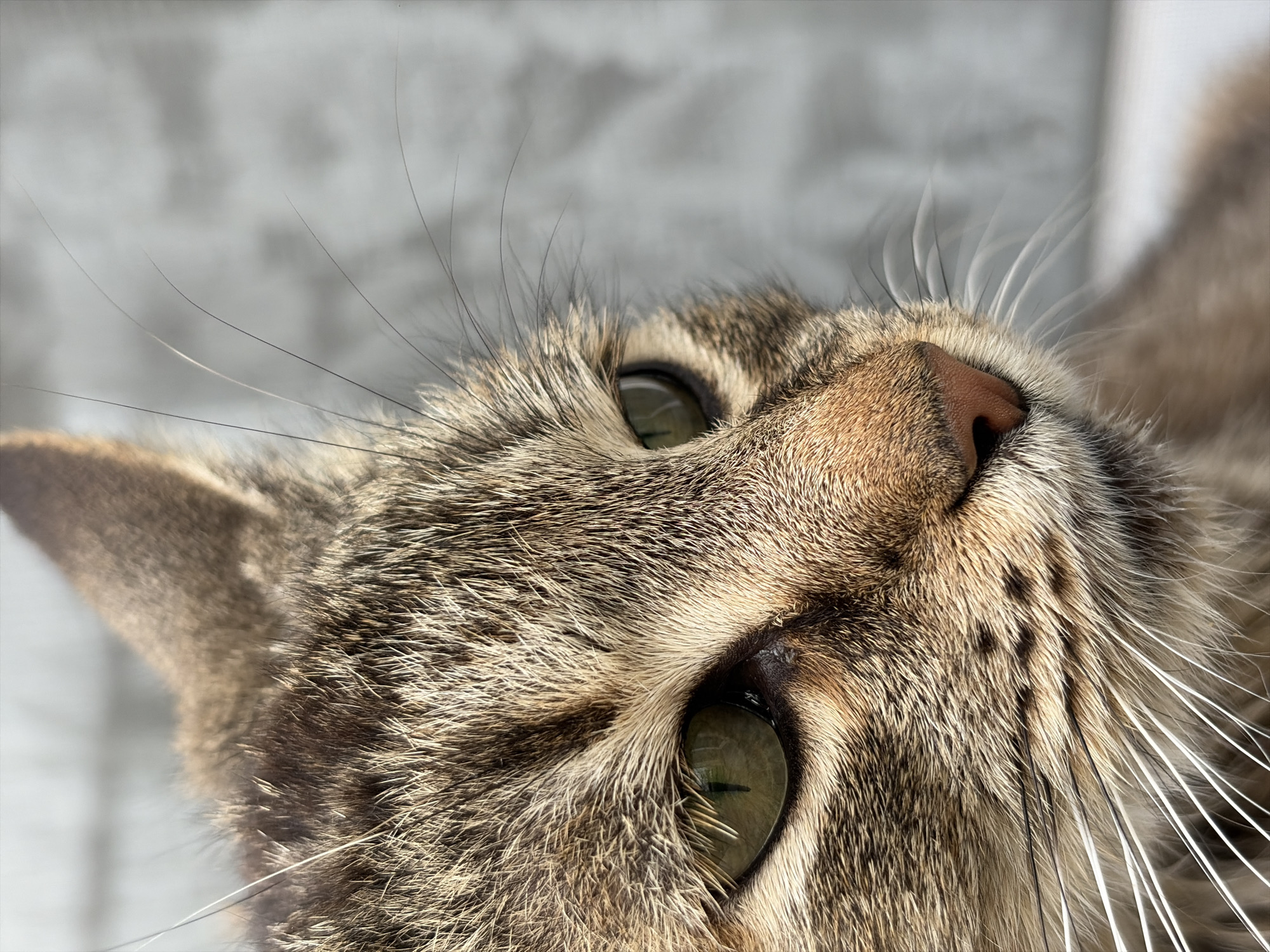 A close-up image focuses on a cat's face, presenting a view from below. The cat has tabby markings, green eyes, and a pink nose. Its whiskers are prominently displayed, with some appearing white and others black. The background is blurred and appears to be a neutral color, possibly gray. The location and time of the image are unknown.