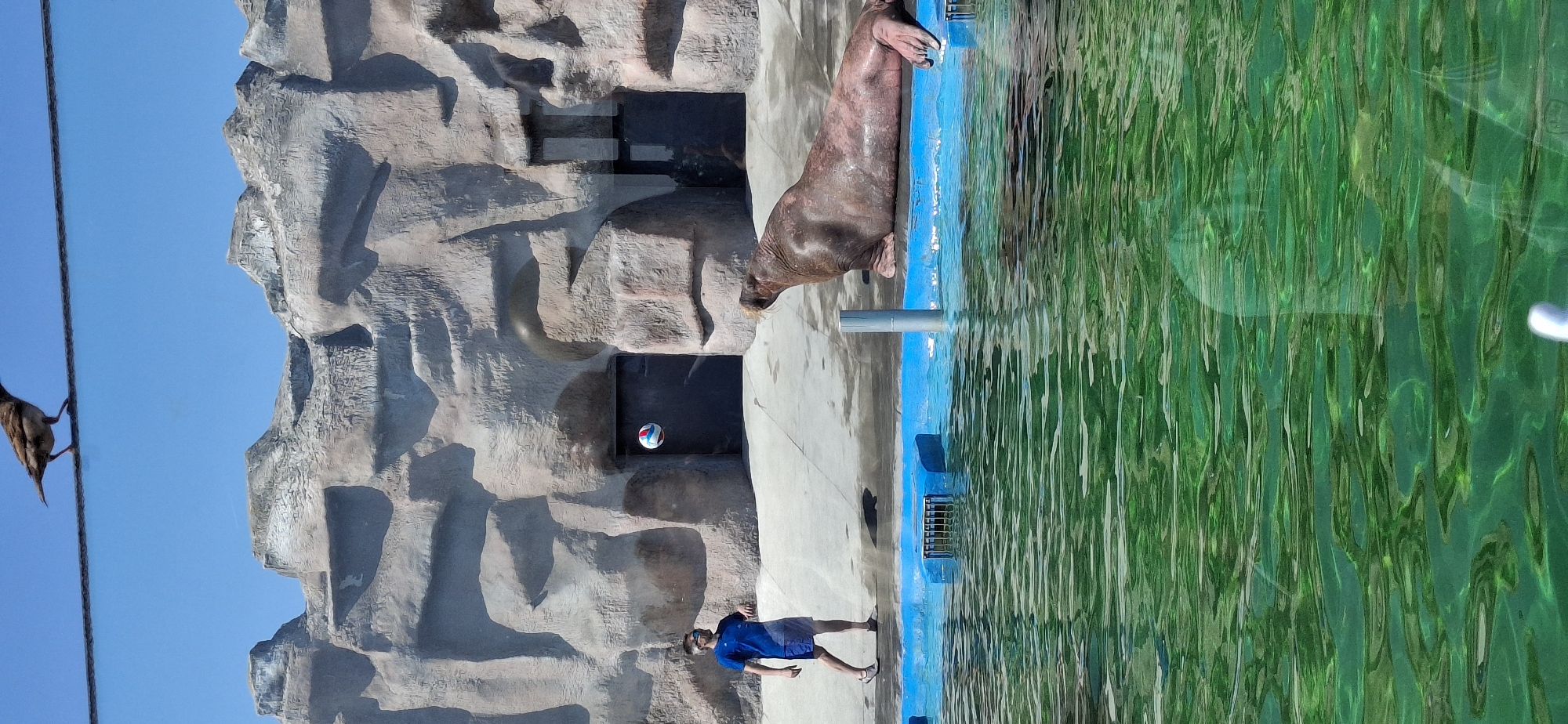 The image depicts a zoo exhibit, likely at the Izhevsk Zoo in Russia, featuring a walrus interacting with its enclosure. The walrus is positioned partially in and partially out of a pool of green water with a blue border. A man in a blue shirt and shorts stands near the enclosure, appearing to observe the animal. Behind the walrus and the man, there is a fabricated rock wall structure with a dark opening or window. A small, blue and white volleyball is visible inside this dark opening. In the upper left corner, a bird is perched on what seems to be a wire. The environment appears to be sunny, with shadows cast on the ground.