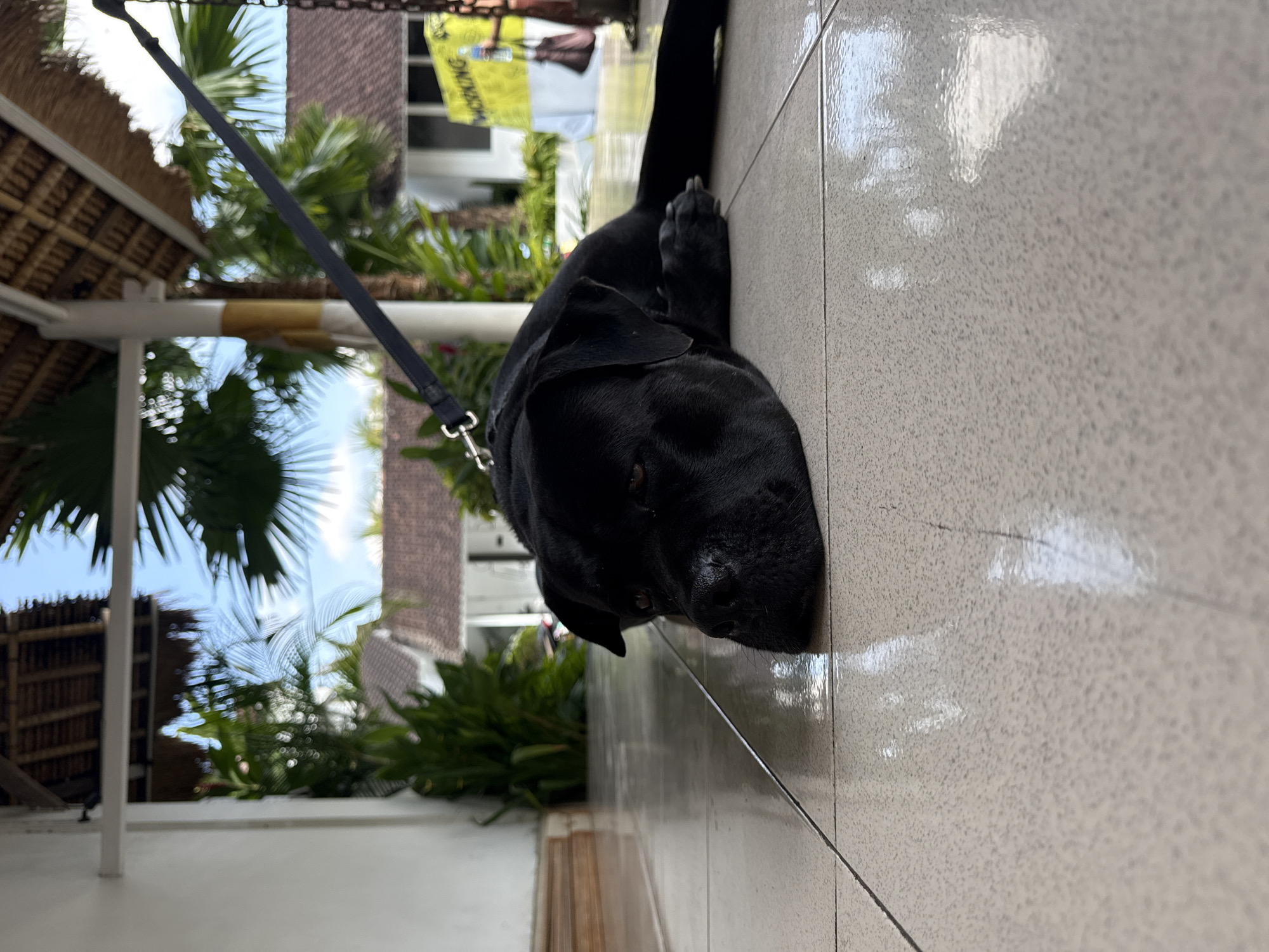 A black dog rests on a tiled surface outdoors, tethered to a leash leading towards a building. The environment suggests a tropical setting with palm trees and other greenery visible in the background. The location is Ubud District, Indonesia. The foreground is dominated by the tiled surface where the dog is lying, while the background includes architectural elements and vegetation indicative of the region.