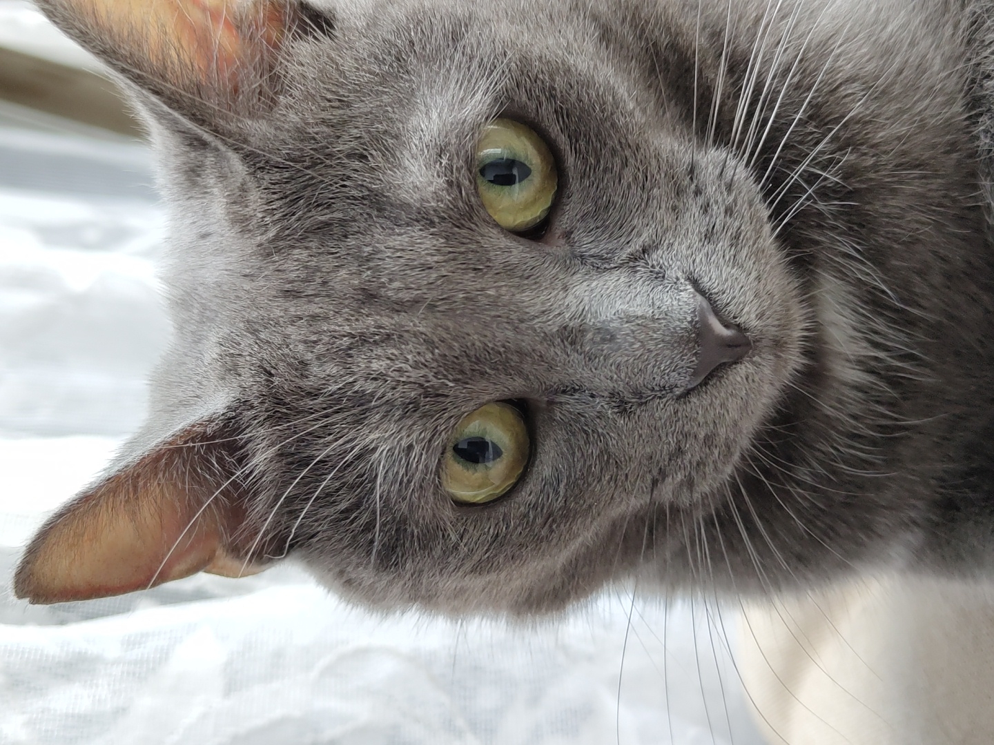 This is a close-up, portrait-style photograph of a grey cat's face. The cat has large, greenish-yellow eyes and prominent white whiskers. Its ears are pointed and visible at the top of the frame. The cat's nose is a dark pinkish-grey color. The background is blurred, with white curtains or fabric visible behind the cat. The cat is looking directly at the camera. There are no people, other animals, or objects of note other than the cat. The setting appears to be indoors, near a window. There is no information about the location in the city of Unknown, Unknown.
