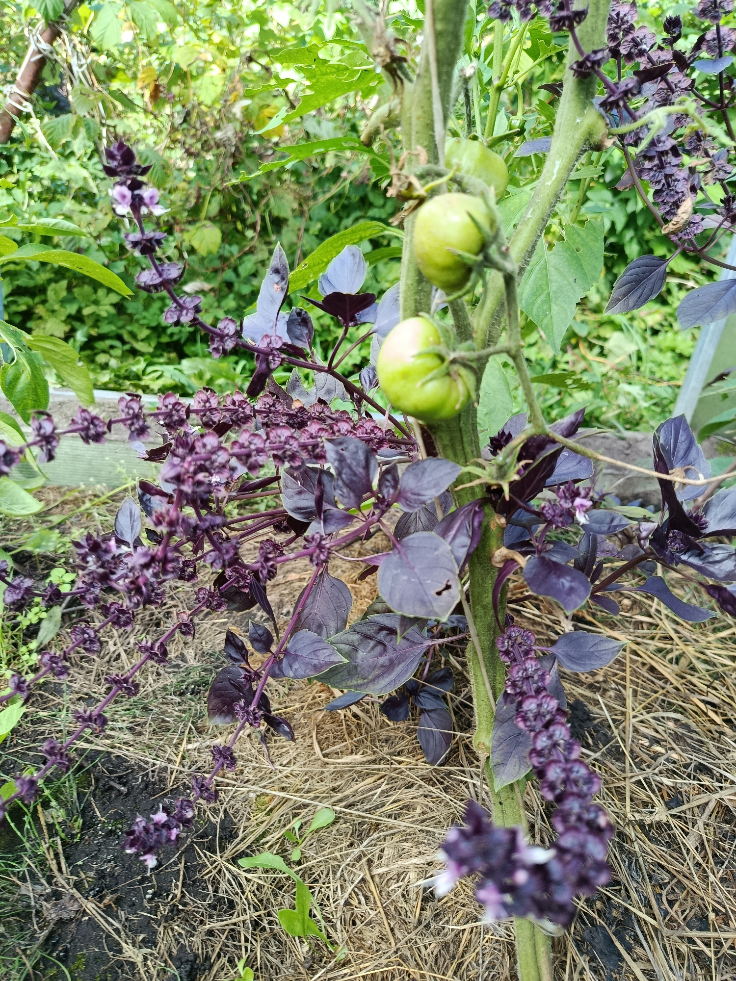 In the city of Vereya, Russia, a close-up, eye-level shot captures a tomato plant with unripe green tomatoes and a purple basil plant with blooming purple flowers. The plants are growing in a garden setting, with dried grass and dark soil visible on the ground. Lush green foliage forms the background, suggesting a natural outdoor environment. The focus is sharp on the plants and their details, with the background slightly blurred.