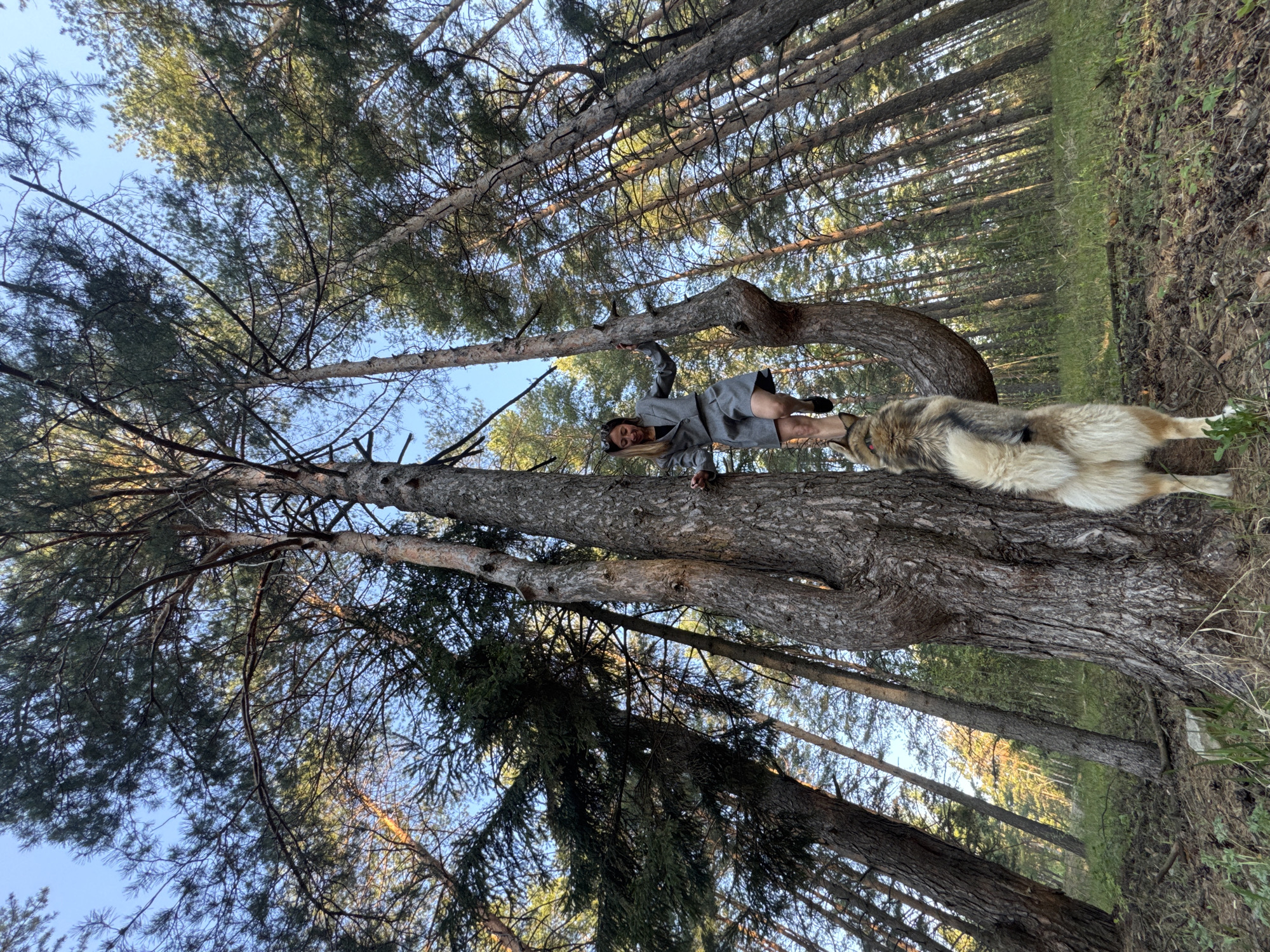 A low-angle, medium shot depicts a woman in a grey dress and black heels lying on a fallen tree trunk, with a large dog alongside her. The location appears to be a pine forest in the city of Прикамский, Russia. Numerous tall pine trees fill the background, reaching towards a blue sky visible through the canopy. The ground is partially covered with vegetation and fallen pine needles. The woman and the dog are positioned parallel to the tree trunk, with the dog's body partially extending beyond the trunk's edge.