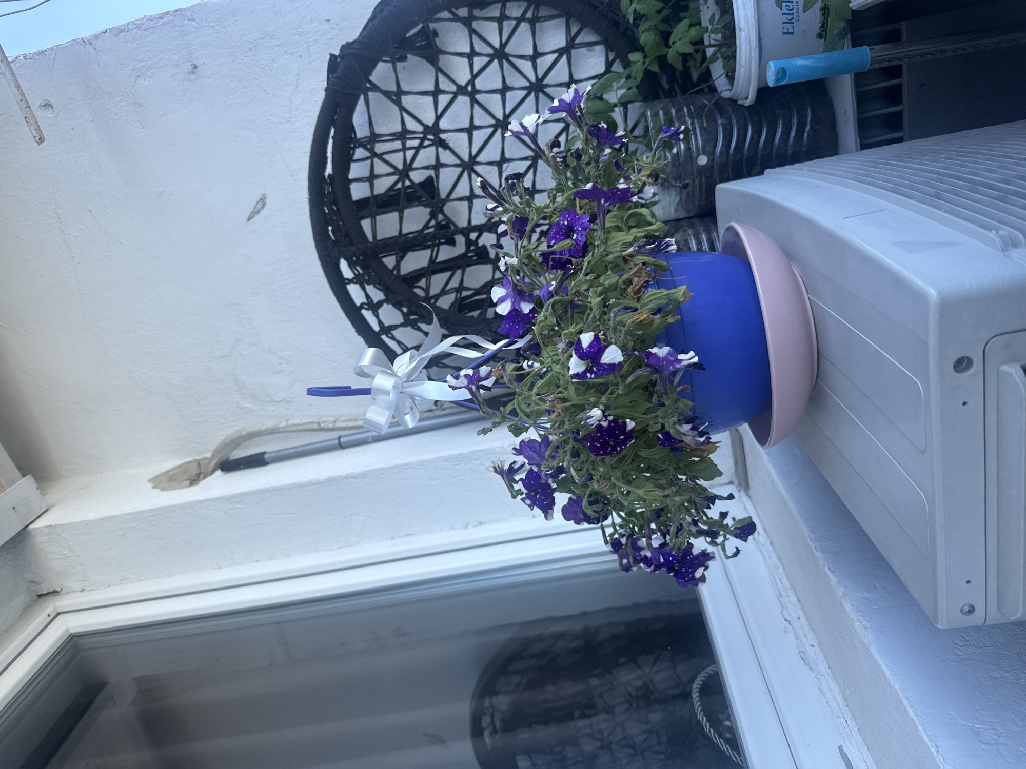 This image depicts a close-up view of a balcony in Varna, Bulgaria. In the foreground, a blue pot overflowing with purple and white petunias sits on a pink saucer, which is placed on top of a white air conditioning unit. A white ribbon is tied to the plant. Behind the flowers, a large, dark, circular woven chair is visible. To the left of the flowers, a window with white framing is partially visible. Further in the background, a broom leans against a white wall. Several plastic bottles and a white planter are also present. The overall setting suggests an outdoor residential space.