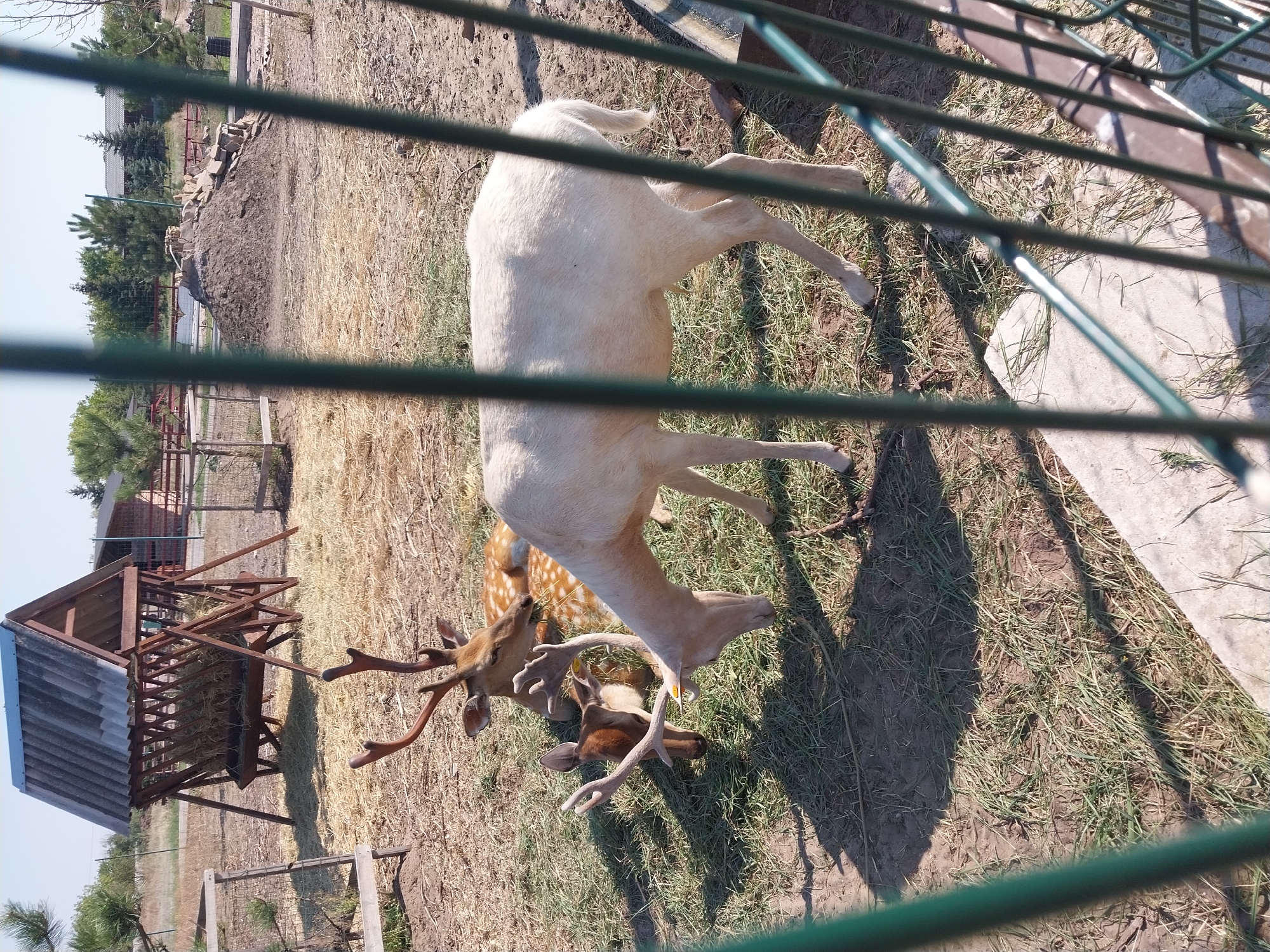 In the city of Yelyzavetivka, Ukraine, within a zoo enclosure, a group of deer are present on a dry, grassy ground scattered with hay. A prominent object in the enclosure is a wooden feeder, filled with hay, positioned towards the left of the frame. There are three deer visible in the image. One deer, with a spotted coat and antlers, is lying down. Beside it, another deer, also with antlers, is partially visible. A third deer, albino in color, stands facing downwards, appearing to be interacting with the other deer. The enclosure is bordered by a green metal fence, which partially obstructs the view of the deer and their surroundings. The background shows a dry, sparse landscape with some trees and structures.