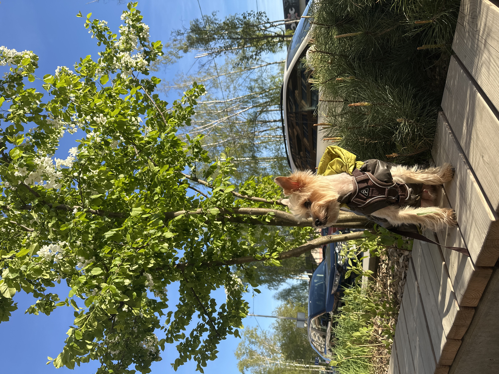 A dog wearing a harness stands on a wooden bench, next to a conifer bush. A flowering tree with white blossoms is visible on the left. In the background, a vehicle is partially visible, along with trees against a blue sky. The location is Yekaterinburg, Russia.