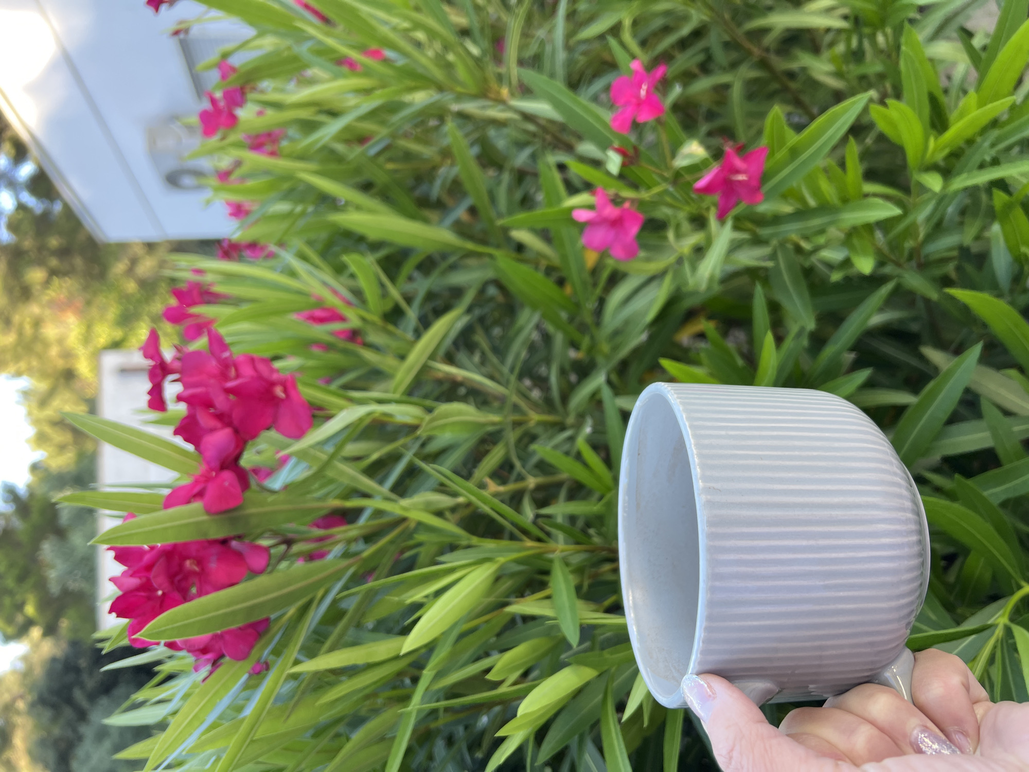 A close-up shot shows a hand holding a ribbed, light grey mug filled with a dark beverage against a backdrop of vibrant green foliage and bright pink oleander flowers. In the upper right corner, a portion of a white building with an air conditioning unit is visible, suggesting an outdoor setting. The lighting indicates it is daytime, possibly late afternoon due to the warm glow. The scene evokes a sense of relaxation and enjoyment, perhaps a morning coffee or an afternoon tea enjoyed in a garden or patio area. The background is softly blurred, focusing attention on the mug and the immediate floral surroundings. The presence of oleander flowers, known for their bright colors, adds a cheerful and summery feel to the composition. The white building suggests a residential or hospitality setting, potentially a hotel or villa in a coastal town. Considering the oleander flowers, a possible location in Peschici, Italy, a coastal town in the Gargano region known for its Mediterranean vegetation and white houses, is plausible.