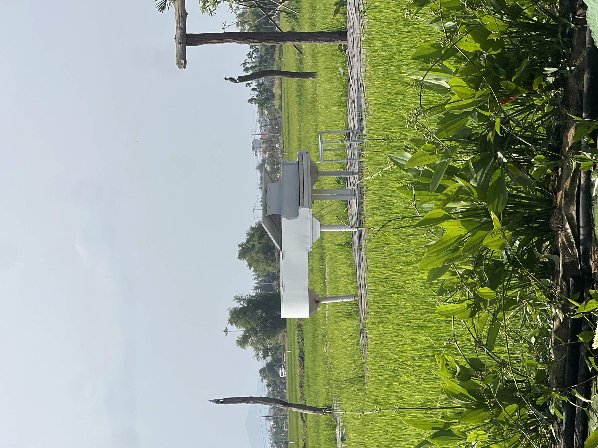 In Hoi An, Vietnam, a white grand piano and its bench are placed on a wooden walkway through a vibrant green rice paddy under a pale sky. Two birds perch on wooden posts in the field. In the background, trees, buildings, and a white van are visible. The foreground features lush green plants.