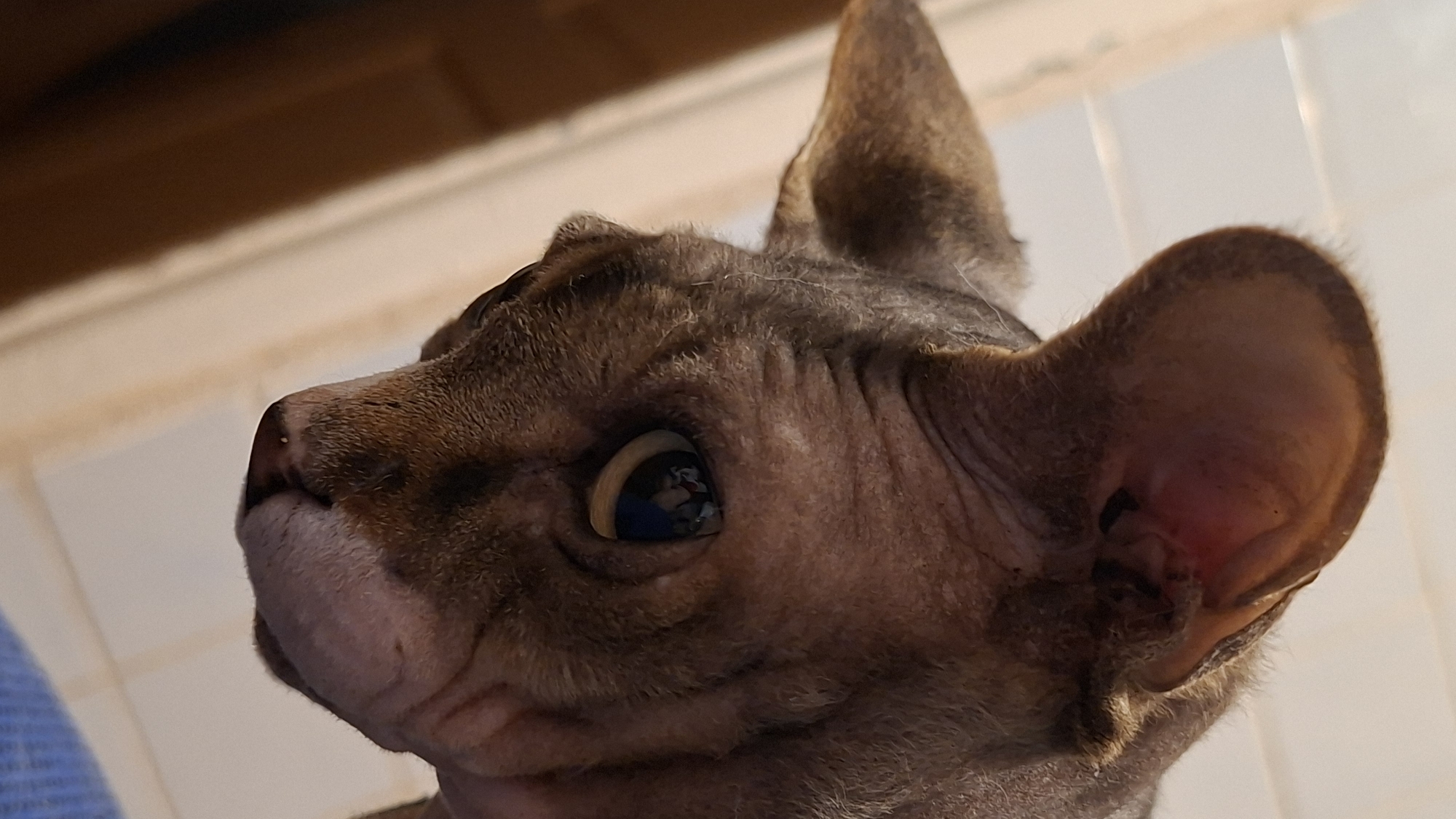 The image is a close-up, angled shot of a hairless cat's face, with a blurred background that appears to be a tiled wall and a wooden surface. The cat's skin is wrinkled, and its fur is short and tabby-patterned. The cat's large eye is visible, reflecting the surroundings. The lighting is bright, casting soft shadows. There are no people or discernible urban elements present in the image, thus it is not possible to determine a location within Забалоцкі сельскі Савет, Belarus based solely on the visual information provided.