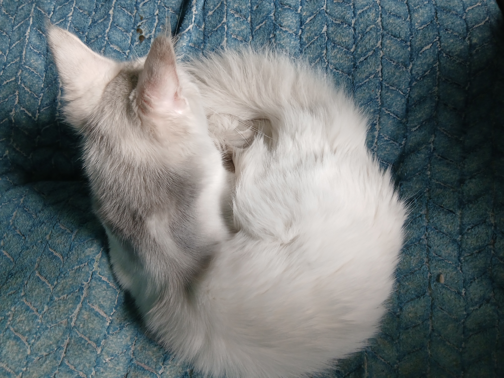 A white, long-haired cat is curled up on a blue patterned cushion. The cat's head is visible, with one ear pointing upwards. The cat's tail is wrapped around its body. The location is Unknown, Unknown.