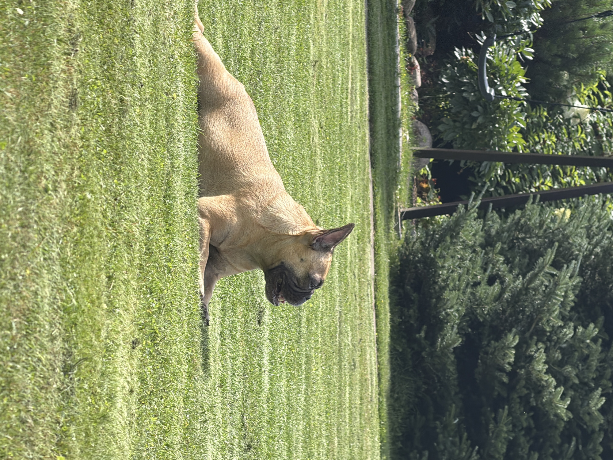 A fawn-colored French Bulldog is lying on a well-maintained green lawn in what appears to be a backyard. The dog is facing to the right, with its mouth slightly open, possibly panting in the warm weather. Its ears are perked up. In the background, there is lush green foliage, including trees and shrubs. A wooden swing set structure is partially visible amongst the greenery on the left side of the image. The sun is casting shadows, indicating it is daytime. The scene is peaceful and appears to be in a residential setting in the city of Baloži, Latvia.