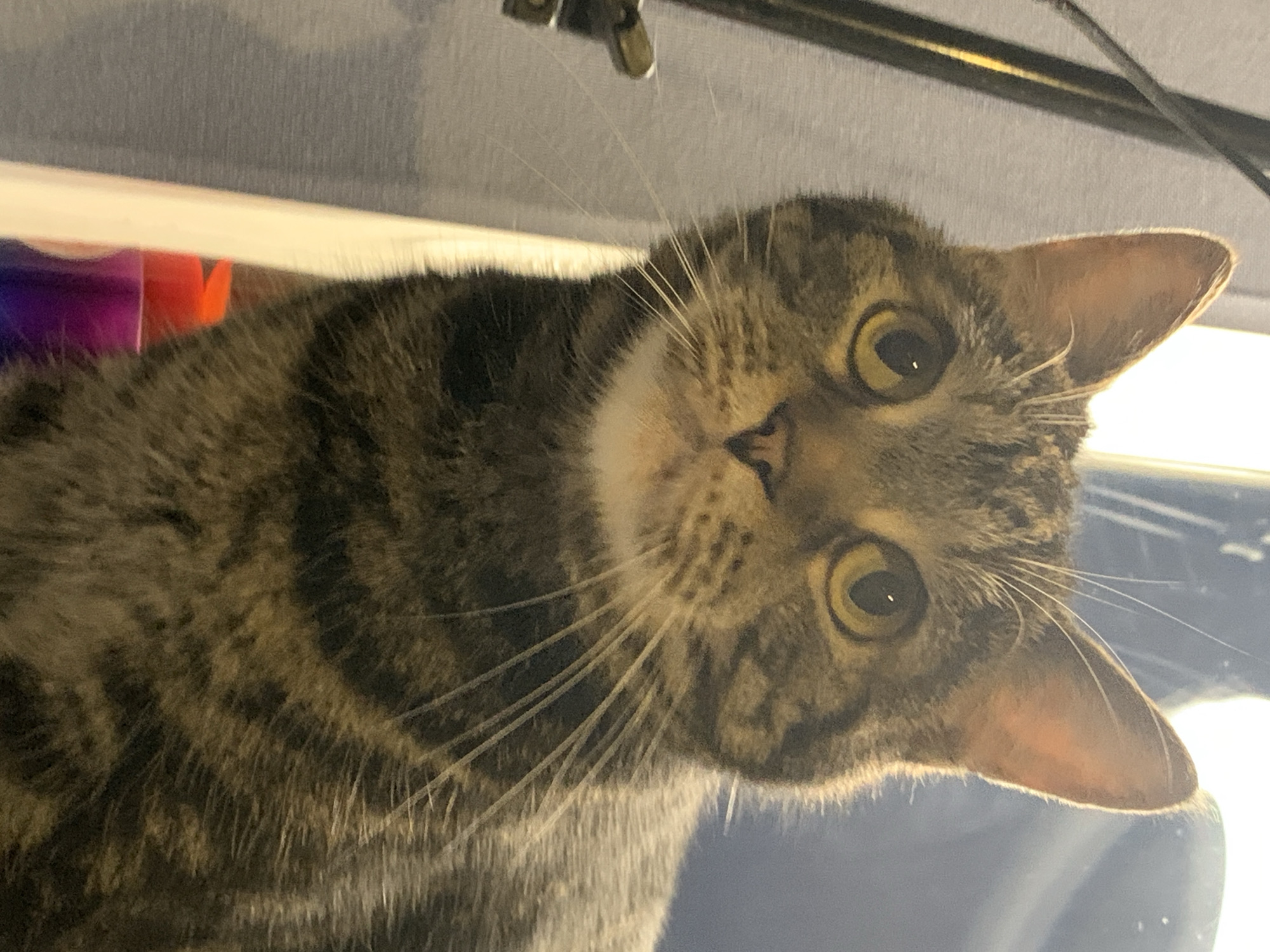 The image is a close-up, eye-level, vertical, medium shot of a tabby cat's face. The cat is facing forward and slightly to the left, with its head filling most of the frame. Its fur is a mix of brown, black, and gray stripes. The cat has large, round, yellow-green eyes with black pupils. Its nose is small and pink, and its mouth is slightly open, revealing a hint of a white chin. Long, white whiskers extend from its muzzle. The background is out of focus, showing a blurry mix of gray and blue tones, with a bright light source in the upper right corner. A thin, dark vertical object is visible on the left side of the frame, partially obscuring the cat's left ear. There are no people or specific landmarks visible, and the location cannot be determined.