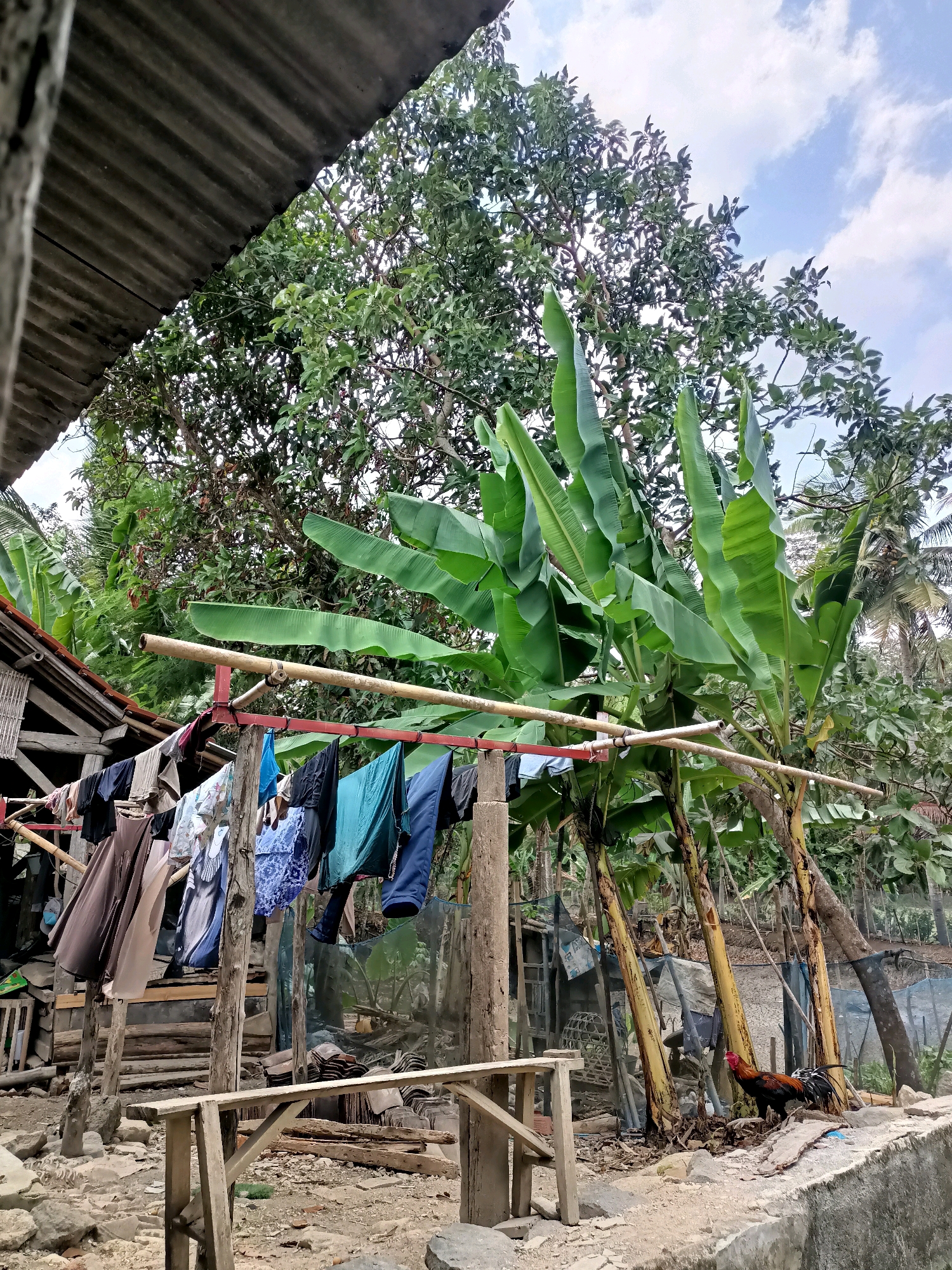 The image depicts an outdoor scene in what appears to be a residential area of Mangunjaya, Indonesia. In the foreground, a clothesline is strung between wooden posts and a bamboo pole, with various items of laundry hanging to dry. The laundry includes a mix of colors and types of garments, such as shirts, pants, and what looks like a patterned dress.
To the left, a portion of a corrugated metal roof is visible, extending from a simple structure that might be a house or a shed. The structure itself appears to be built with a combination of wood and possibly bamboo. The ground is uneven, with scattered rocks and dirt.
Dominating the midground and background are lush green trees and banana plants, suggesting a tropical or subtropical climate. The banana plants, with their large, broad leaves, are particularly prominent.
To the right, near the base of the banana trees, a rooster is standing on a concrete ledge. The rooster is a mix of black, brown, and red feathers, with a red comb and wattle. Behind the rooster, some fencing or netting is visible.
The overall impression is one of a humble, rural or semi-rural environment, possibly a backyard area, with everyday activities like laundry drying taking place. The sky above is partly cloudy.