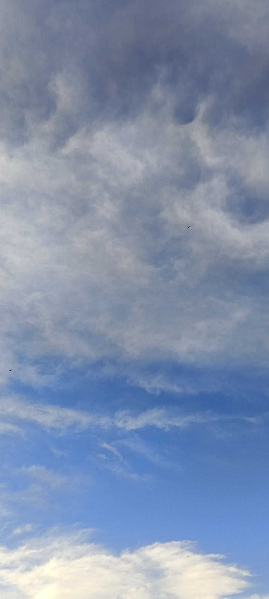 A vertical, full-frame, eye-level shot captures a vast expanse of a blue sky filled with wispy, white clouds. The clouds are spread across the frame in varying densities and formations, with some appearing more opaque and others almost translucent. Near the top of the image, darker, more gray-toned clouds create a subtle contrast against the lighter ones. The lower portion of the sky transitions to a brighter, clearer blue. In the distance, three small, dark, bird-like shapes are visible, each appearing as a tiny speck against the sky, suggesting they are in flight. One is located in the upper middle of the frame, another in the lower middle, and the third near the bottom left. The scene is devoid of any terrestrial elements, focusing entirely on the atmospheric conditions of the sky. There is no indication of the city of Хохлы, Russia, in the image.