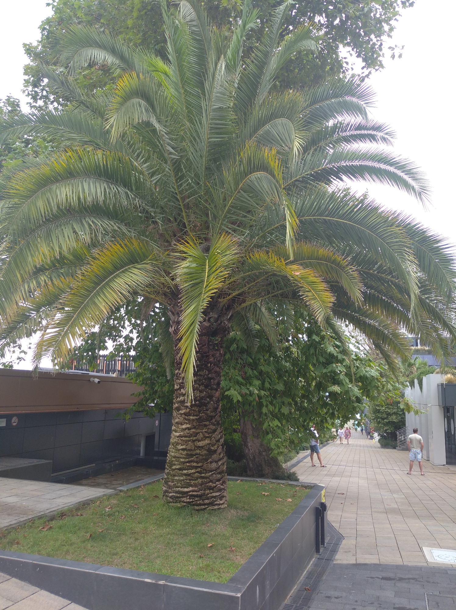 This image captures a scene on a pedestrian walkway in Sochi, Russia, featuring a prominent palm tree in the foreground. The walkway is paved with light-colored rectangular tiles and is lined with greenery on the left, including the large palm tree and other deciduous trees. On the right, there are modern buildings with clean, white facades and large windows. Several people are visible walking along the path. One man, wearing a light-colored t-shirt and striped shorts, stands facing away from the camera on the right side of the walkway. Further down the path, a woman in a floral dress and a man in a white t-shirt and blue shorts are walking away from the camera. To the left of the walkway, there is a dark-tiled structure with a ramp and what appears to be a security camera mounted on its wall. The sky is overcast. The overall impression is of a well-maintained public space in a resort or urban area.