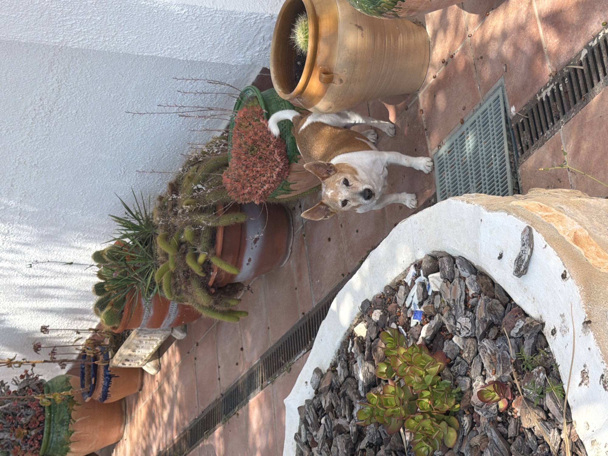 The image depicts an outdoor scene in Mont-roig del Camp, Spain, with a focus on a tiled patio area adjacent to a white plastered wall. Several potted plants are arranged along the wall, including cacti and succulent arrangements in terracotta and glazed pots. A light brown and white dog lies on the tile next to a small grey square drain and looks up towards the camera. A large, off-white, curved planter is filled with dark mulch and various succulents. A linear drainage grate runs along the tiles. The light suggests it is daytime.