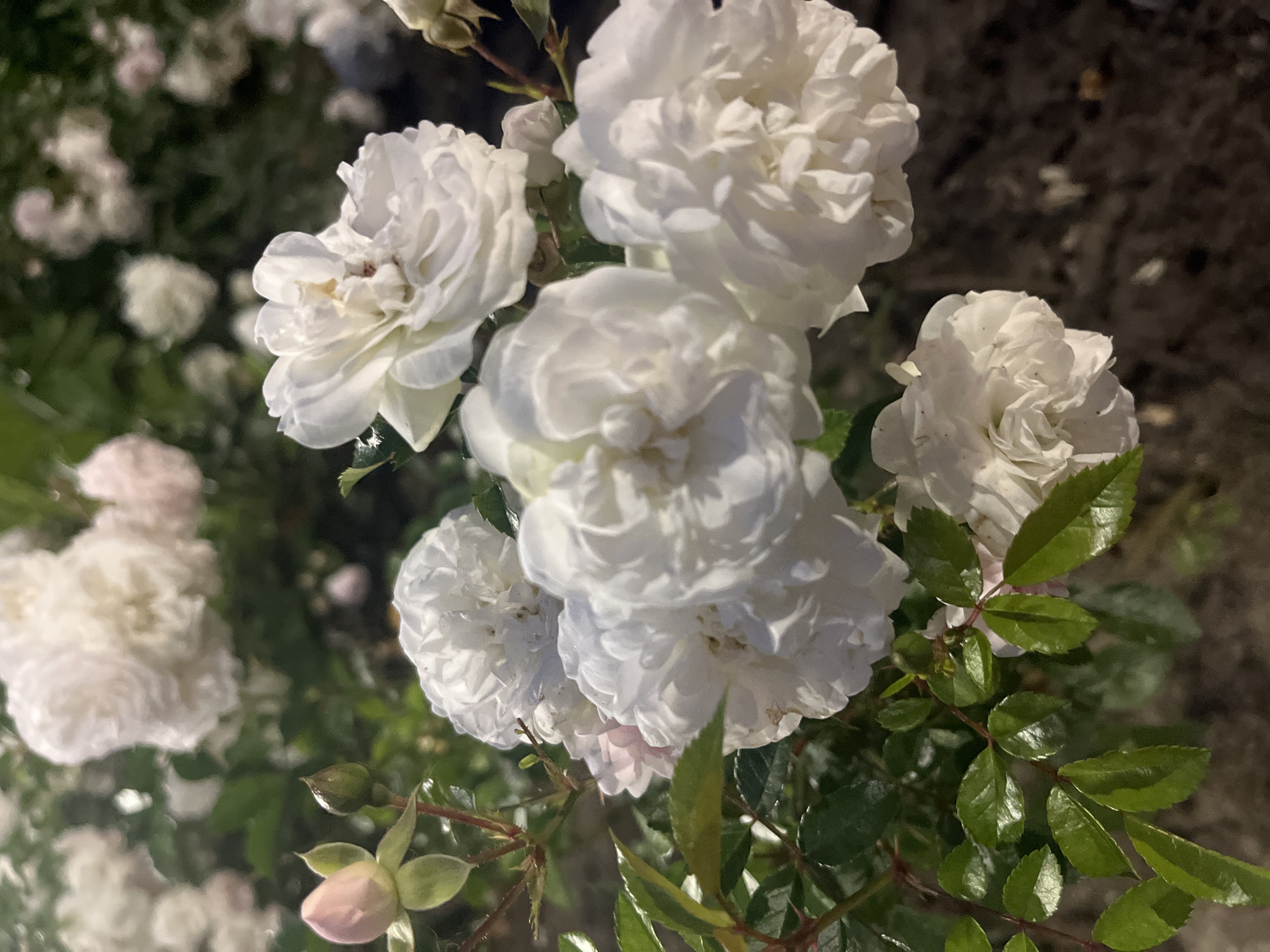 The image shows a close-up view of a cluster of white roses in bloom, with several buds also visible. The roses are multi-petaled and appear delicate. Green leaves with a glossy sheen are interspersed among the flowers. The background is blurred and consists of more roses and foliage, suggesting a garden or park setting. The lighting indicates it might be evening or early morning. There are no people or animals visible in the image, and no specific landmarks are identifiable to place it within Krasnodar, Russia. The scene is peaceful and natural.