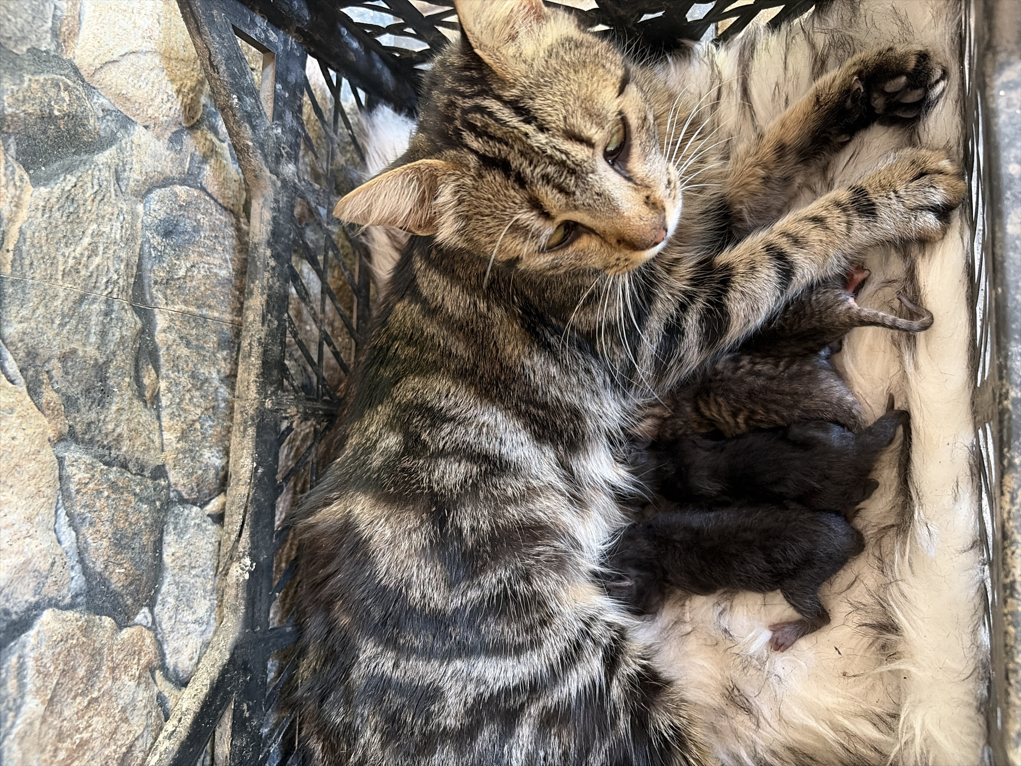 A close-up, high-angle shot captures a mother cat with her newborn kittens nestled in a basket. The mother cat, a tabby with brown, black, and grey stripes, rests on a fluffy white bed. Her eyes are partially closed, and her head is turned downwards, facing her offspring. Three of her four kittens are visible, all dark-colored and appearing very young. One kitten is partially obscured by its mother's paw. The background features a textured stone wall and a dark, woven basket. The scene is set in Oxentea, Moldova.