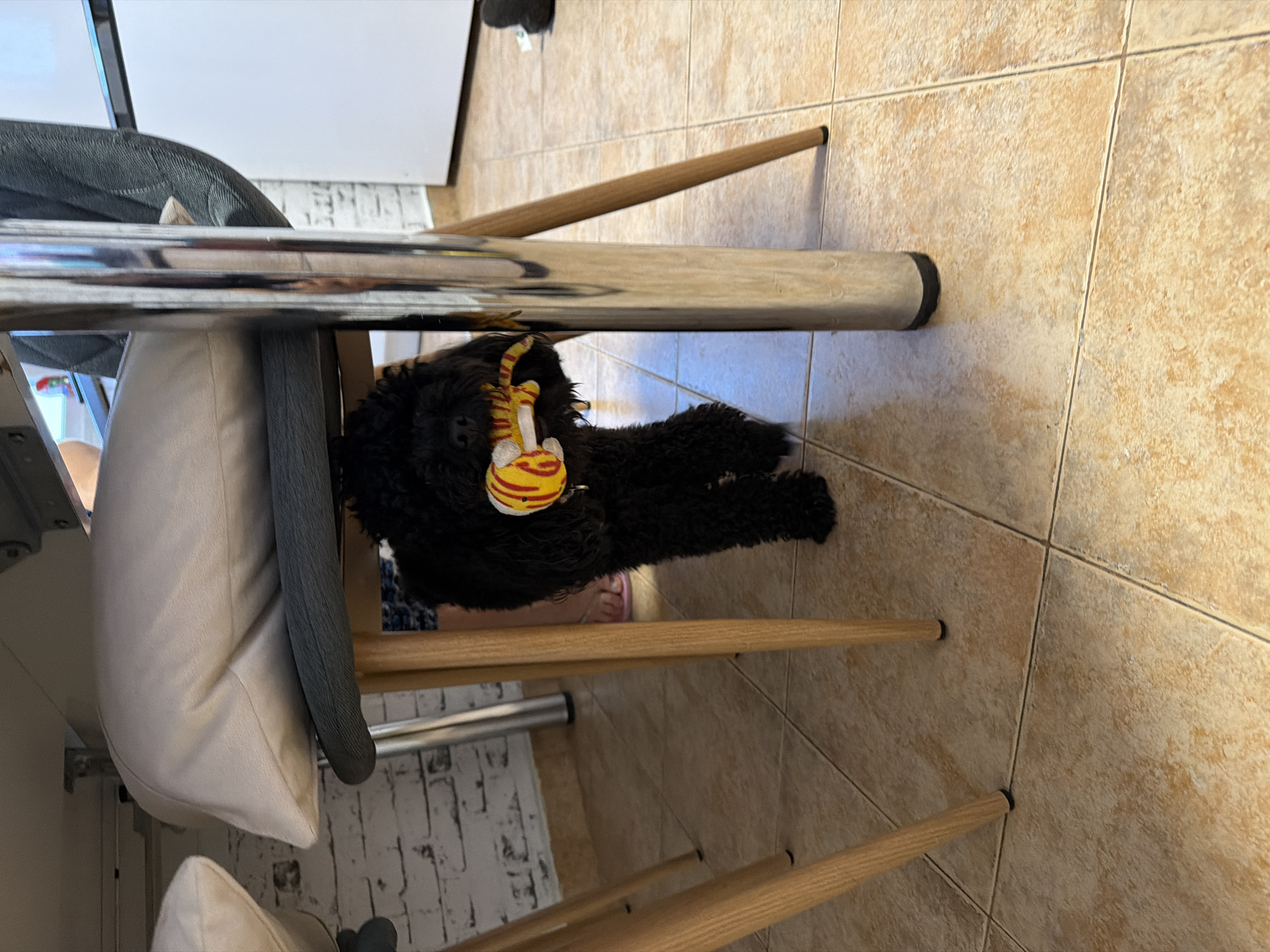 This image, set in Sofia, Bulgaria, captures an intimate indoor scene featuring a small, black, curly-haired dog, likely a puppy, resting on a light-brown tiled floor. The dog is comfortably nestled among the legs of what appear to be chairs or a table, and it has a vibrant yellow and red striped toy, resembling a cartoon cat or similar animal, positioned around its neck or chest area.
In the foreground, a shiny, cylindrical metallic leg of a furniture piece reflects its surroundings. Several slender, light-wood chair or table legs are also visible, extending down to meet the tiled floor, which is composed of square tiles with contrasting grout lines. A glimpse of a person's foot, clad in a light pink slipper or sandal, can be seen near the dog, indicating human presence close by, possibly seated at the furniture.
To the left, soft furnishings like an off-white cushion and a grey cushion are partially visible, suggesting comfortable seating. The background reveals a clean, light-colored surface, possibly a table or wall, and a textured wall with a distressed white or light brick-like pattern. The scene conveys a calm, daytime atmosphere within a domestic setting. There is no visible text in the image.
