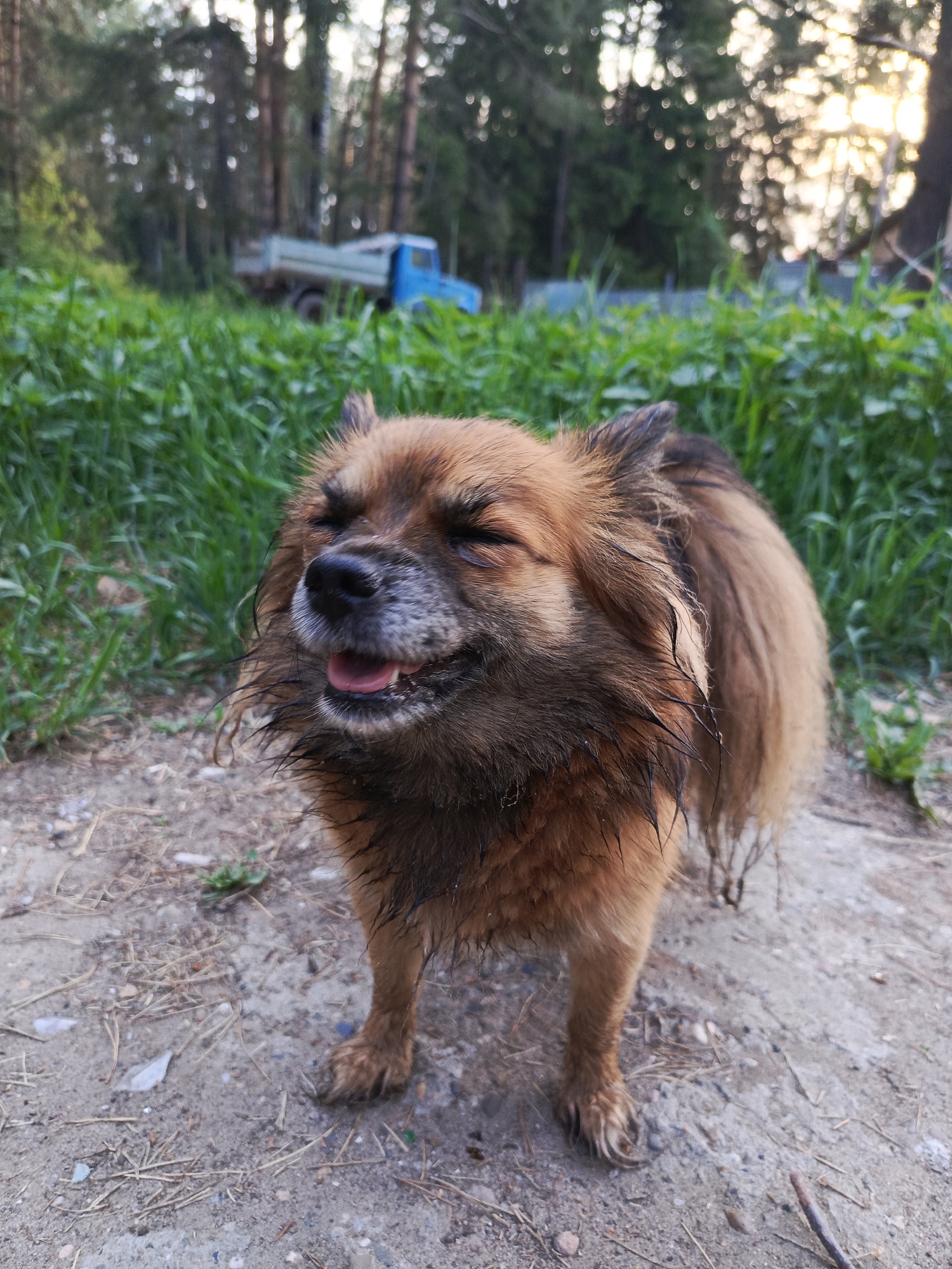 The image depicts a medium-sized, brown, fluffy dog standing on a dirt path. The dog appears to be panting with its eyes closed and mouth slightly open. The dog is damp and has some wet strands of fur around its face.
In the background, there is tall green grass, trees, and a blurred blue truck. The scene suggests a rural or semi-rural environment, possibly on the outskirts of the city of Chaikovsky, Russia, given the prompt's reference. The image was taken during daylight.